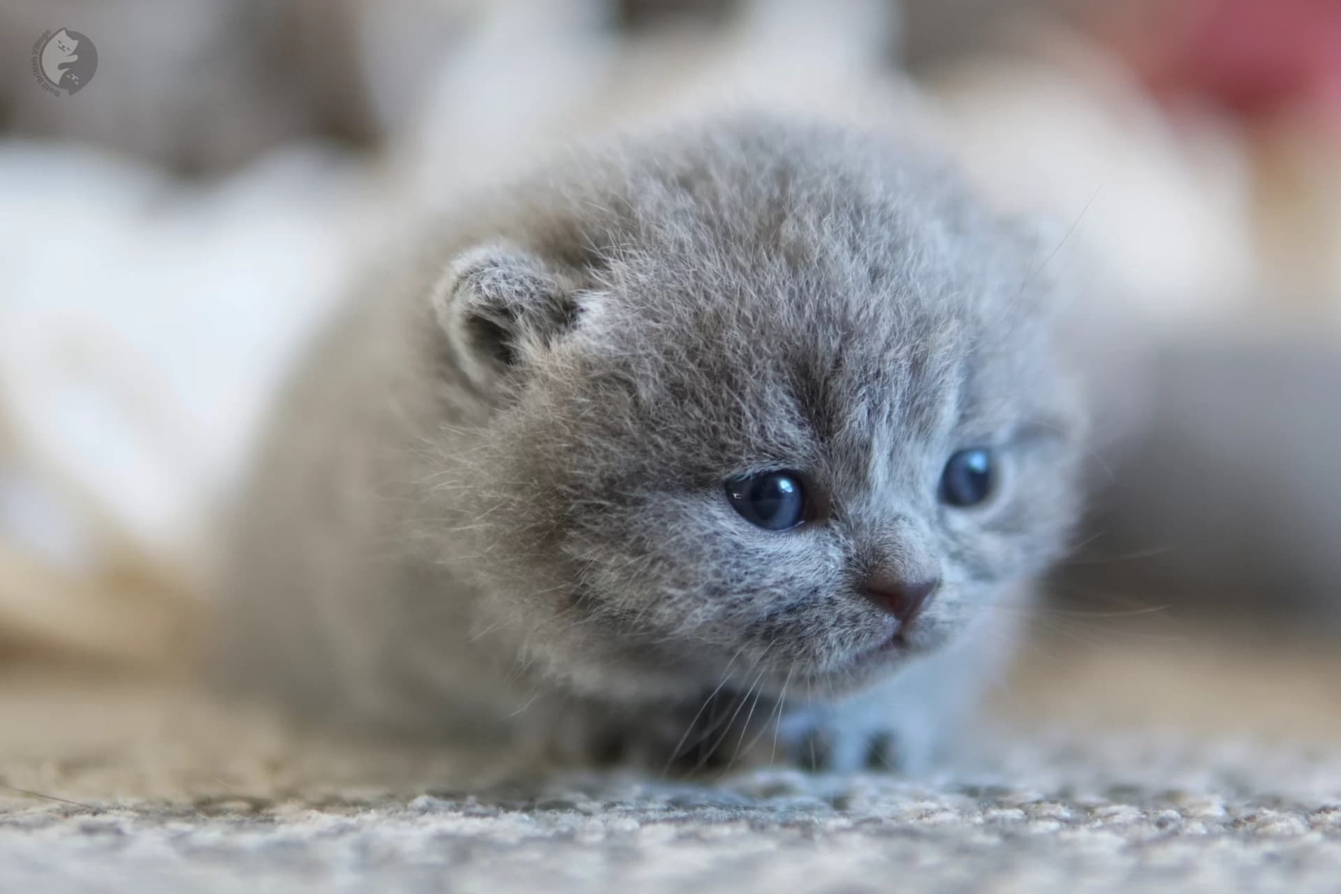 Cachorro British Shorthair azul con las patitas estiradas sobre la manta, en posición relajada y tranquila