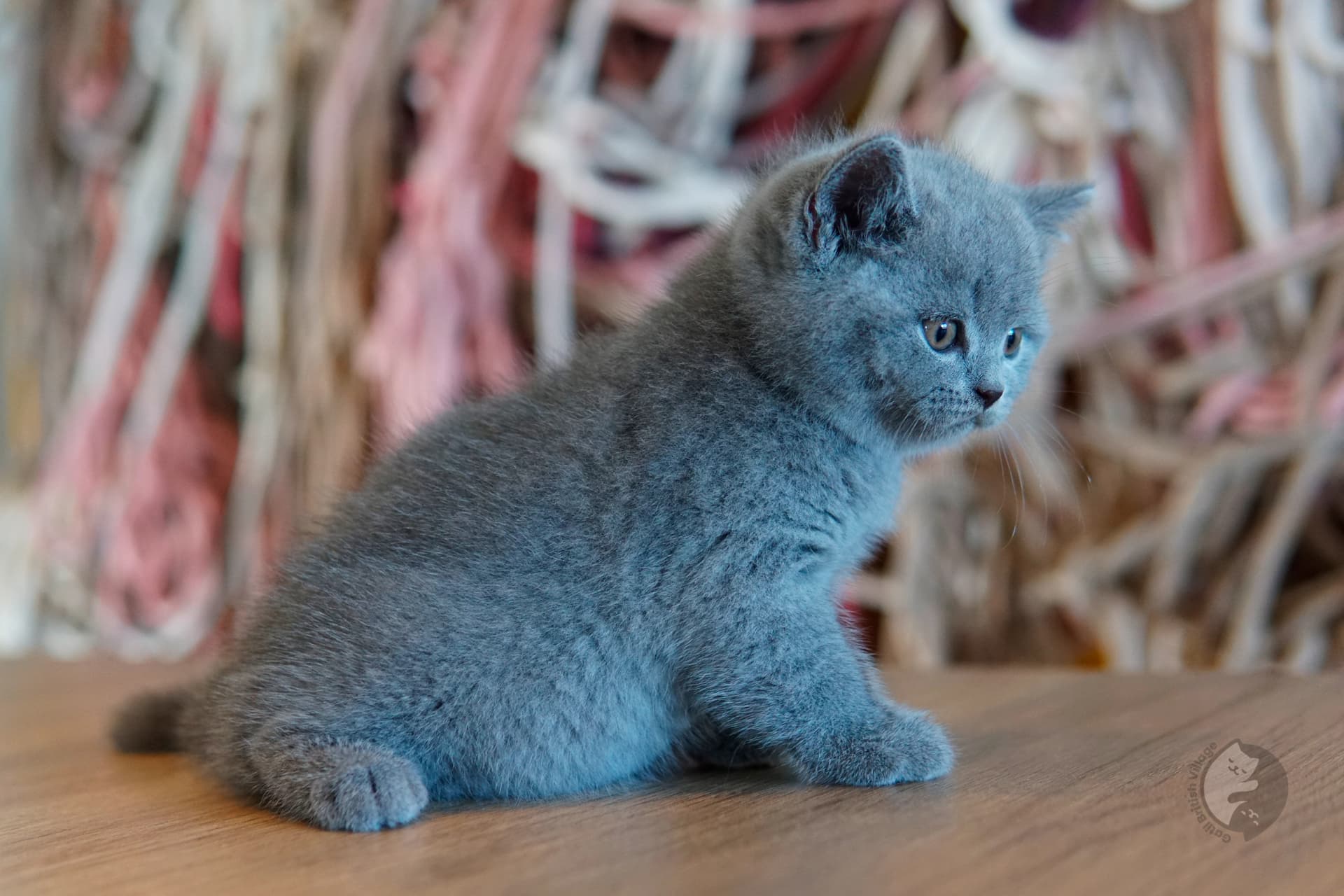 Cachorro British Shorthair lila sentado sobre manta de algodón, en un escenario invernal con tonos pastel