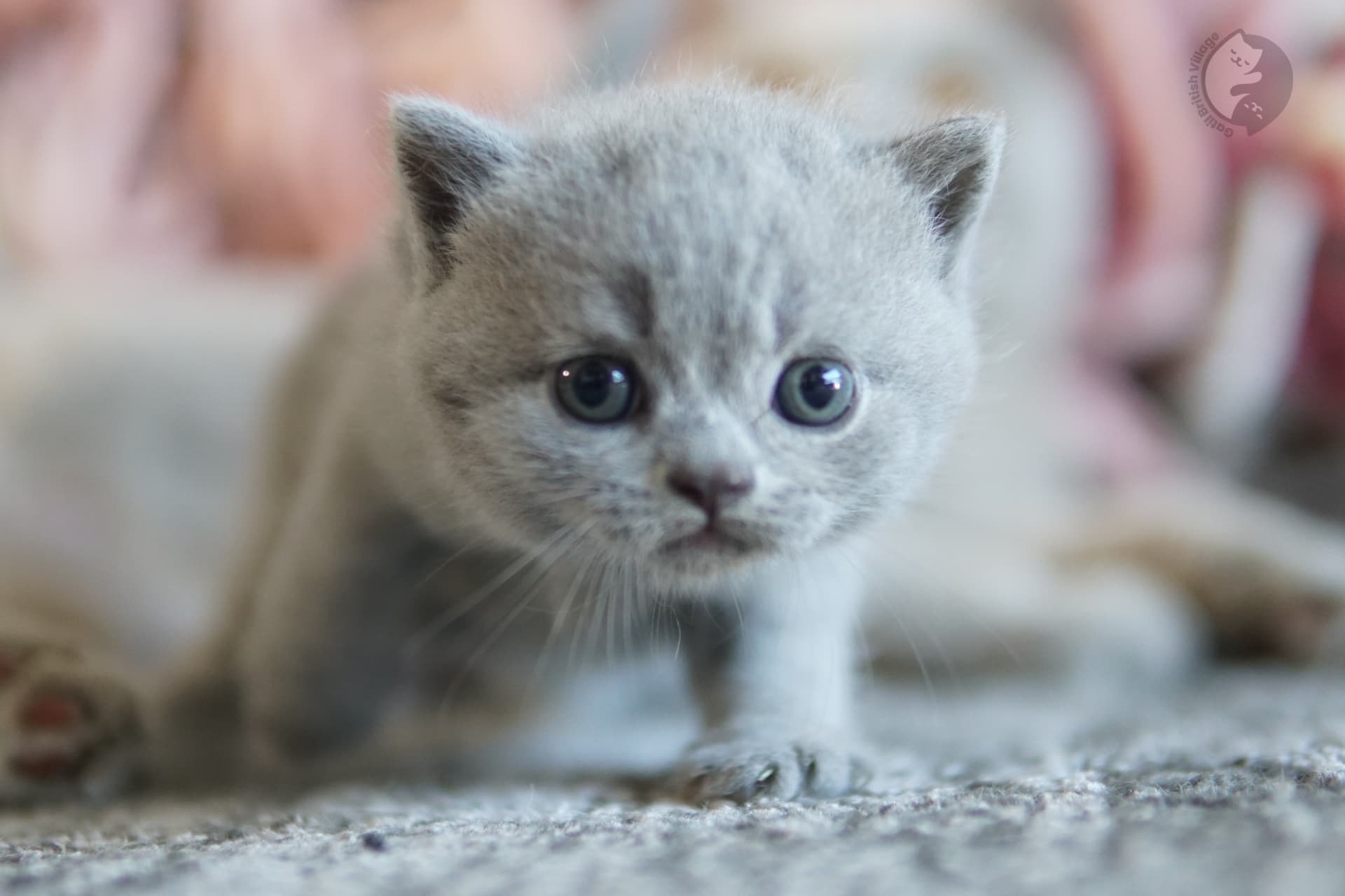 Cachorro British Shorthair azul acostado entre cojines mullidos, con ojos medio cerrados