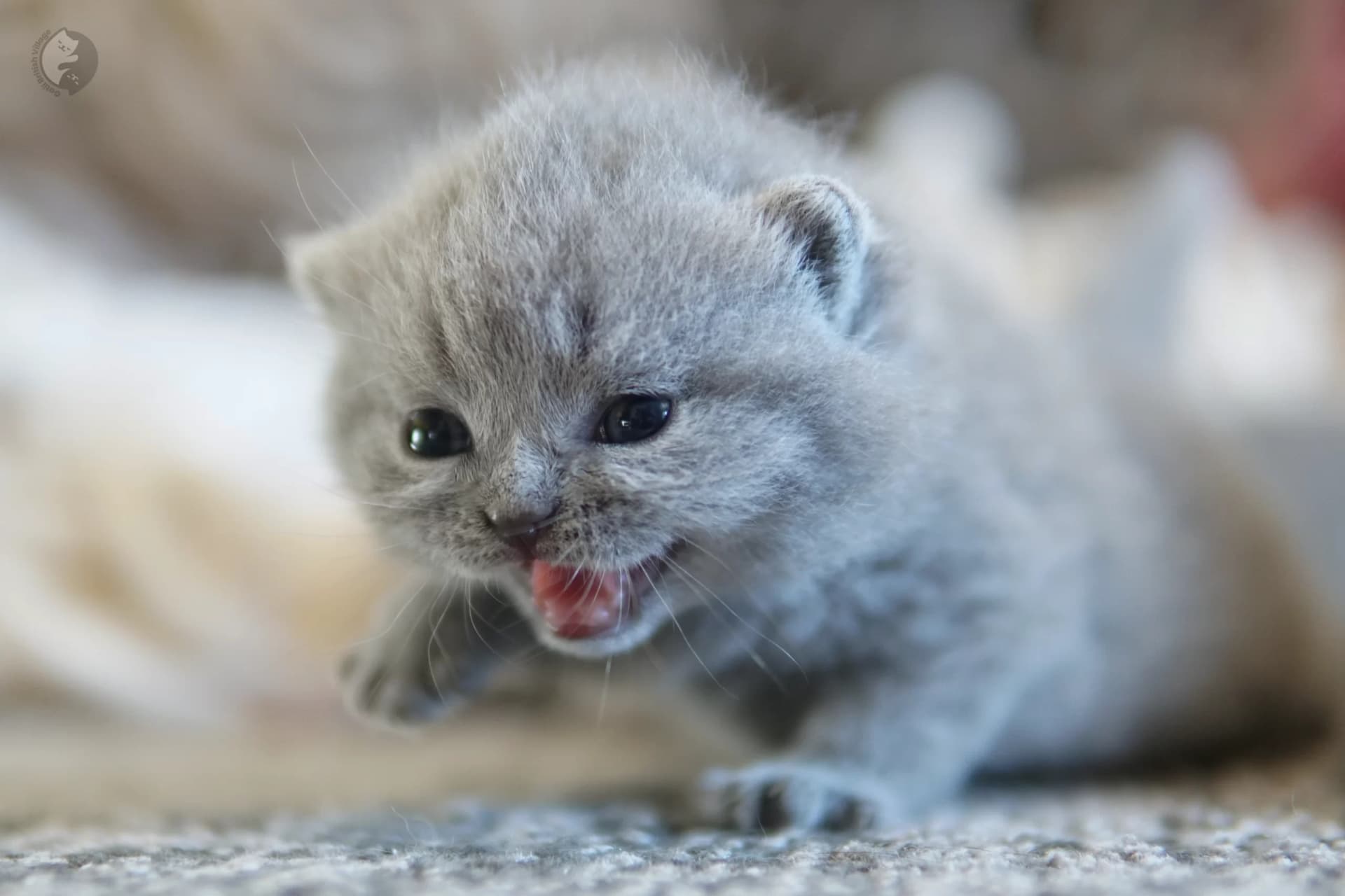 Cachorro British Shorthair azul con las patitas estiradas sobre la manta, en un entorno tranquilo y silencioso