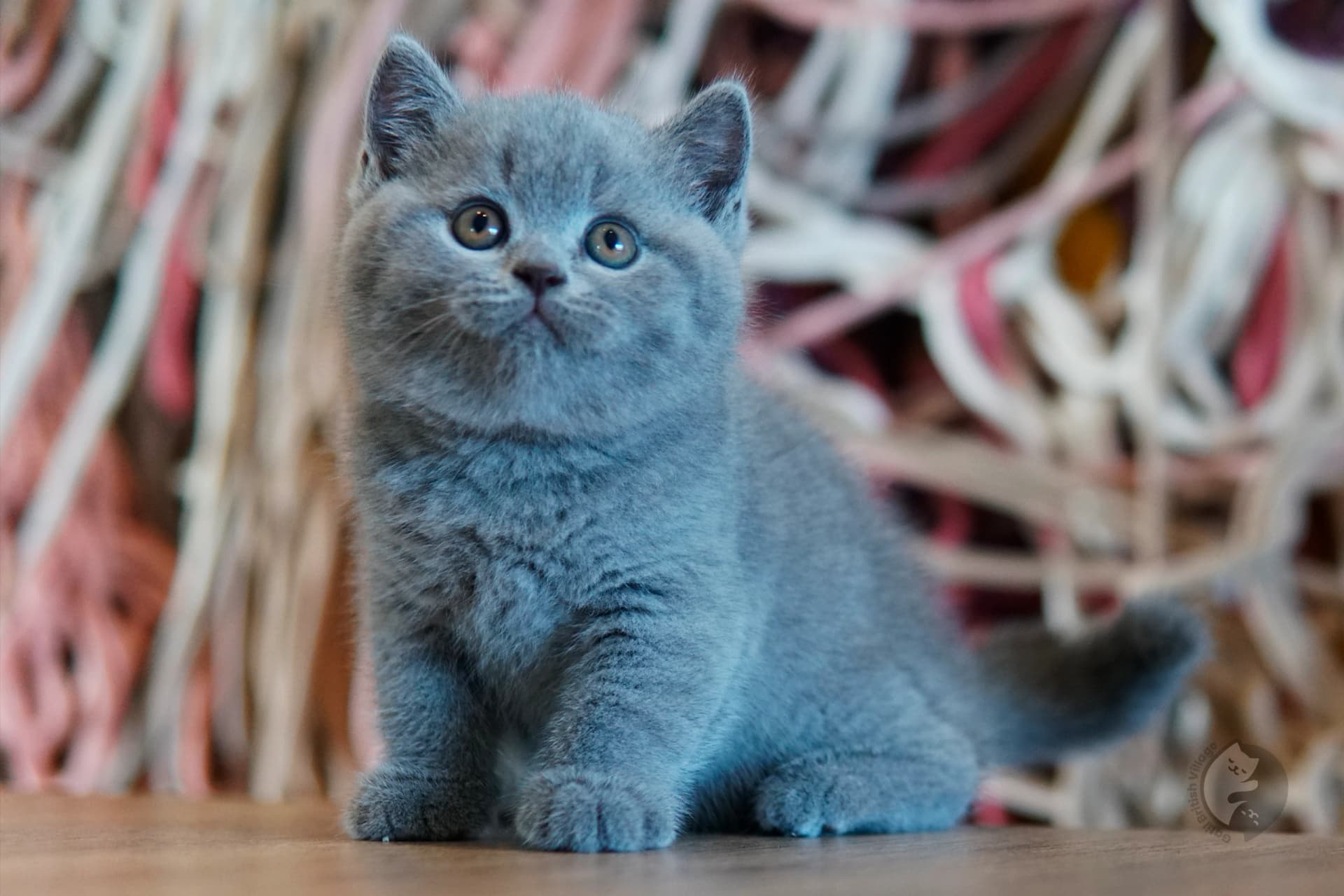 Cachorro British Shorthair lila envuelto en una manta rosa clara, en un escenario invernal con tonos cerrados