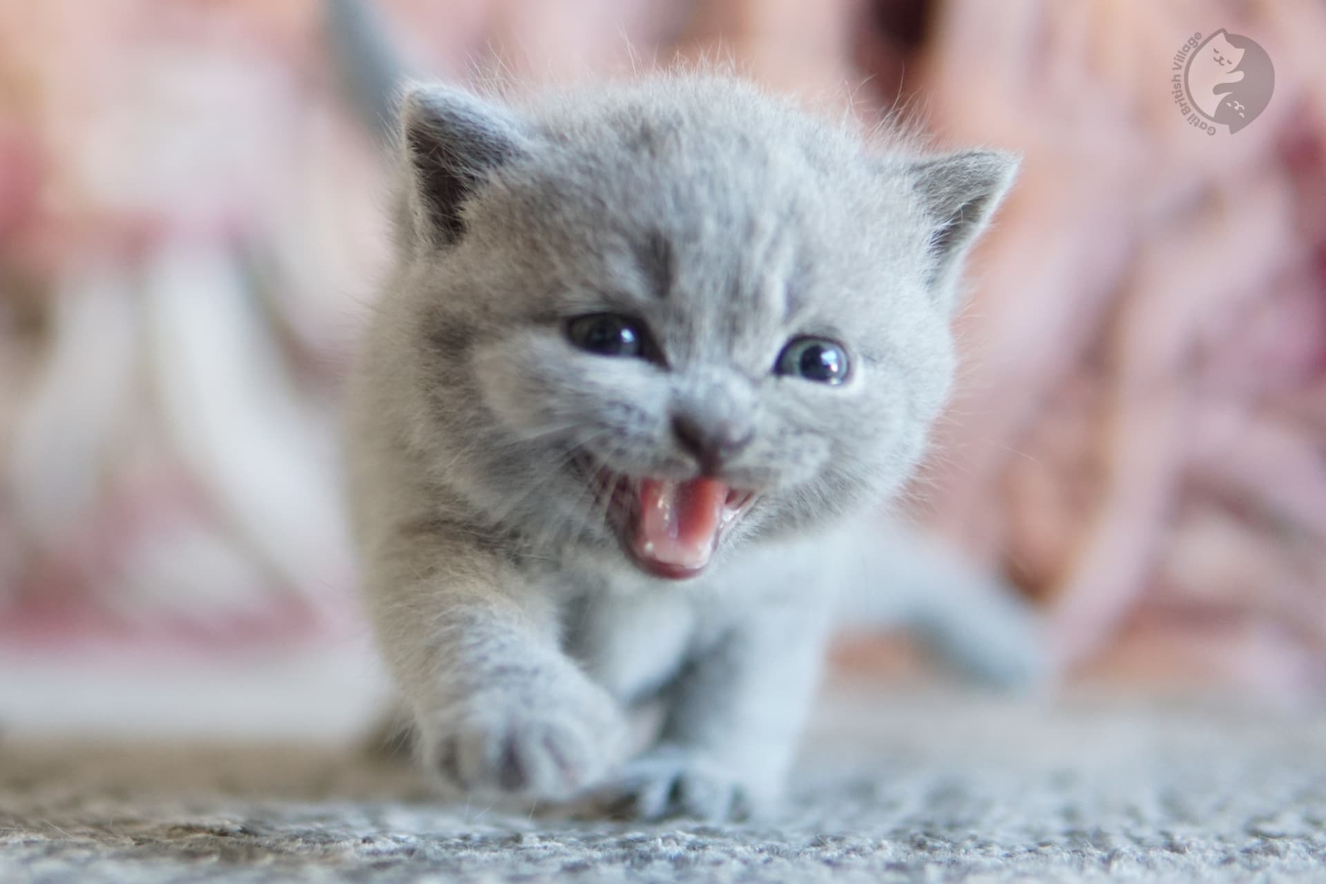 Cachorro British Shorthair lila envuelto en una manta rosa clara, en un escenario invernal con tonos tranquila