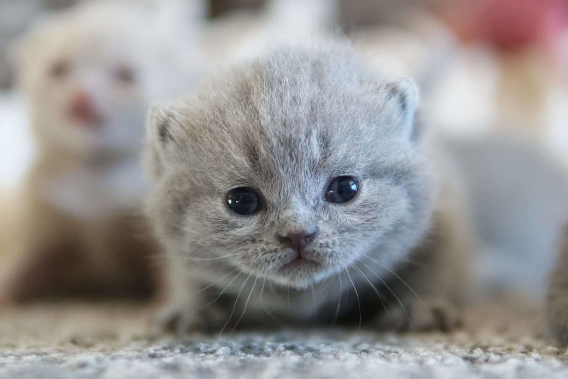 Cachorro British Shorthair lila envuelto en una manta rosa clara, en un escenario invernal con tonos pastel