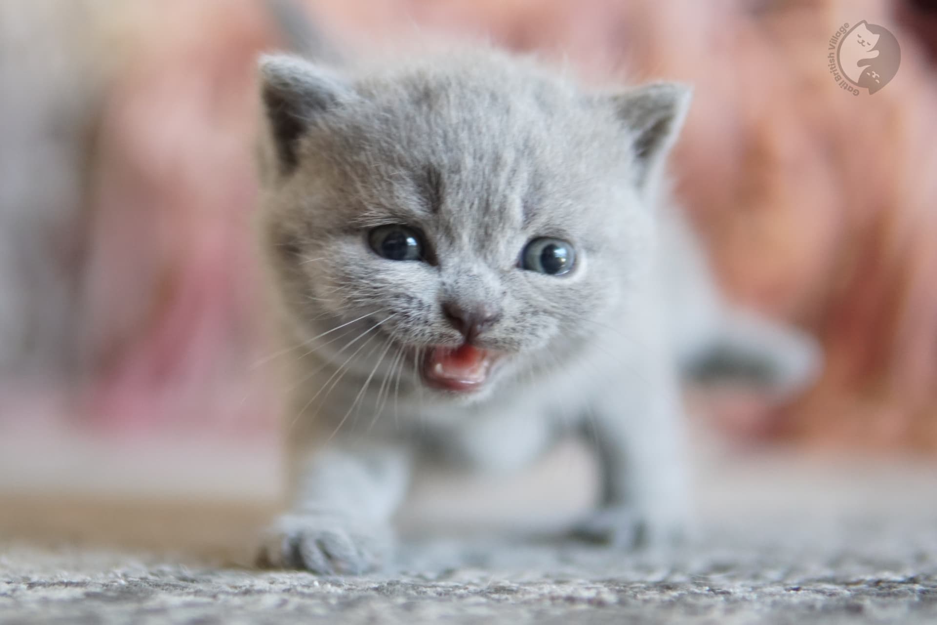 Cachorro British Shorthair azul envuelto en una manta de punto, en posición relajada y tranquila