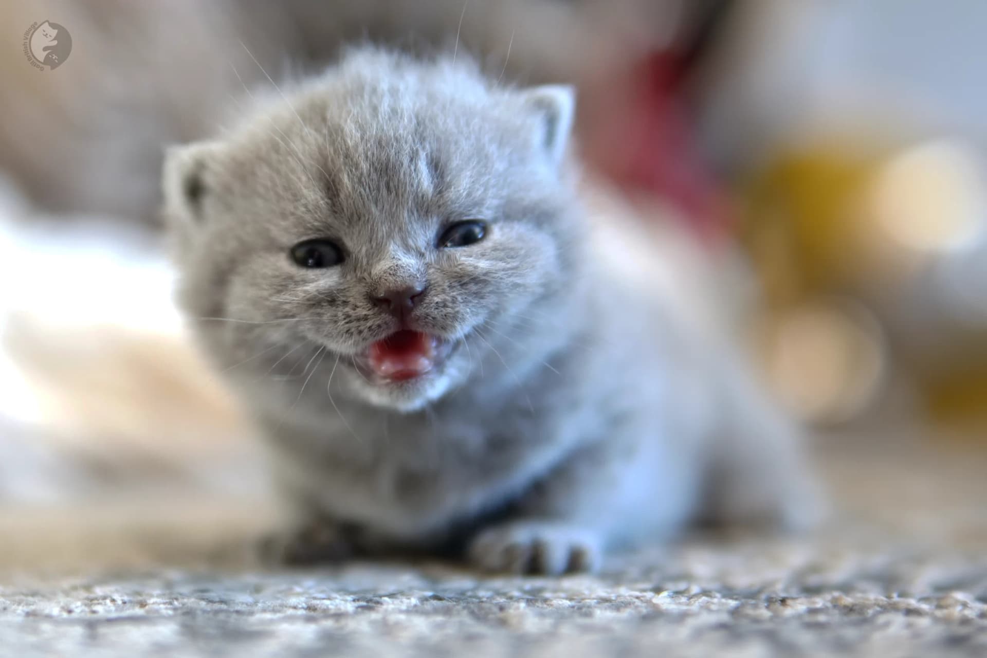Cachorro British Shorthair azul jugando con un peluche, en estudio con fondo neutro