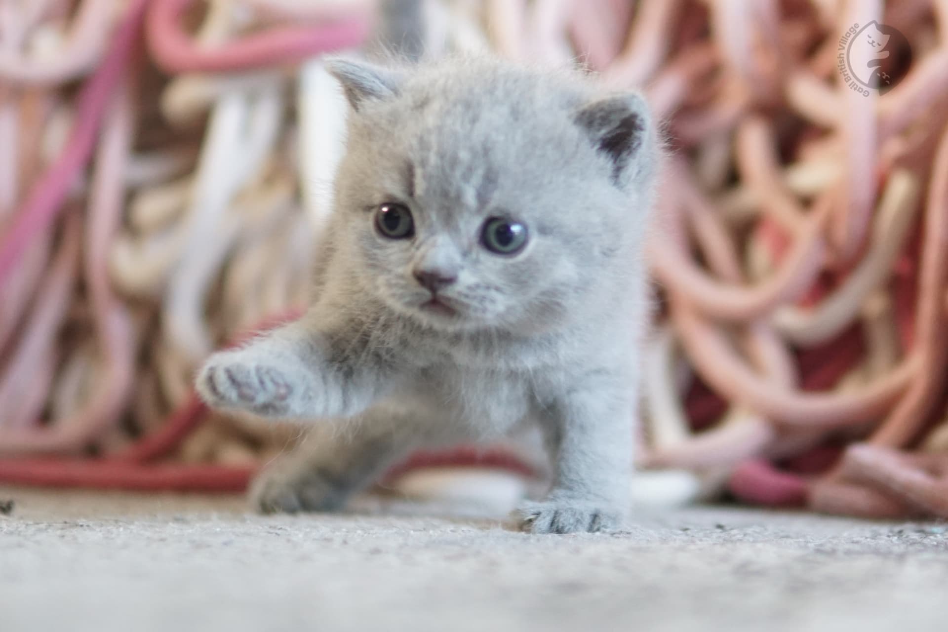 Cachorro British Shorthair lila envuelto en una manta rosa clara, en posición relajada y tranquila