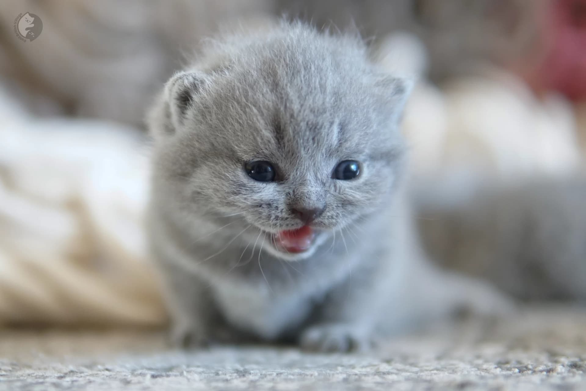 Cachorro British Shorthair lila durmiendo profundamente, con expresión de serenidad