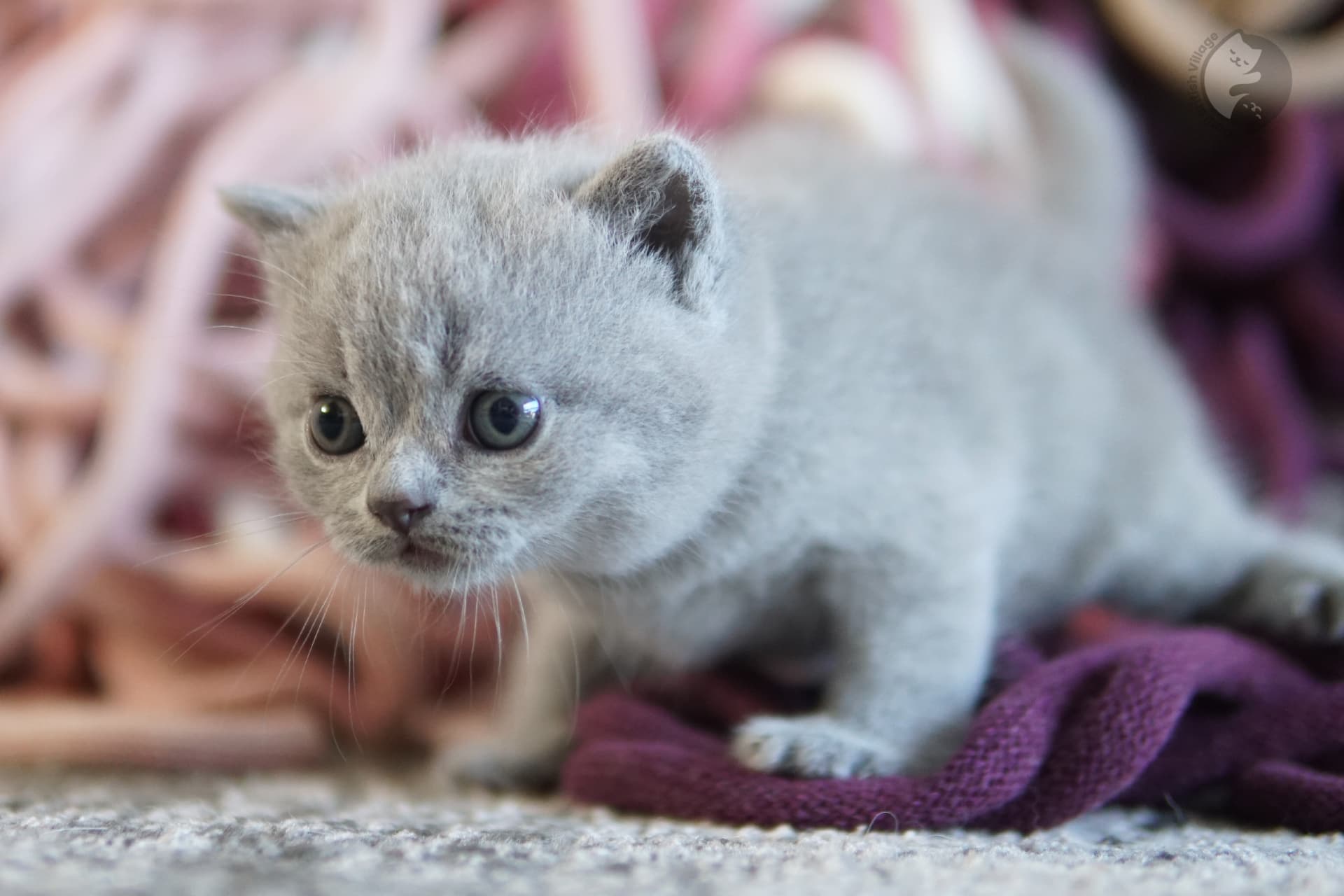 Cachorro British Shorthair lila envuelto en una manta rosa clara, en un escenario invernal con tonos pastel