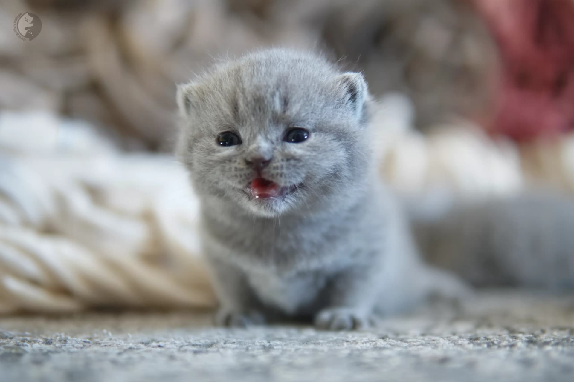 Cachorro British Shorthair lila envuelto en una manta rosa clara, en un escenario invernal con tonos suave