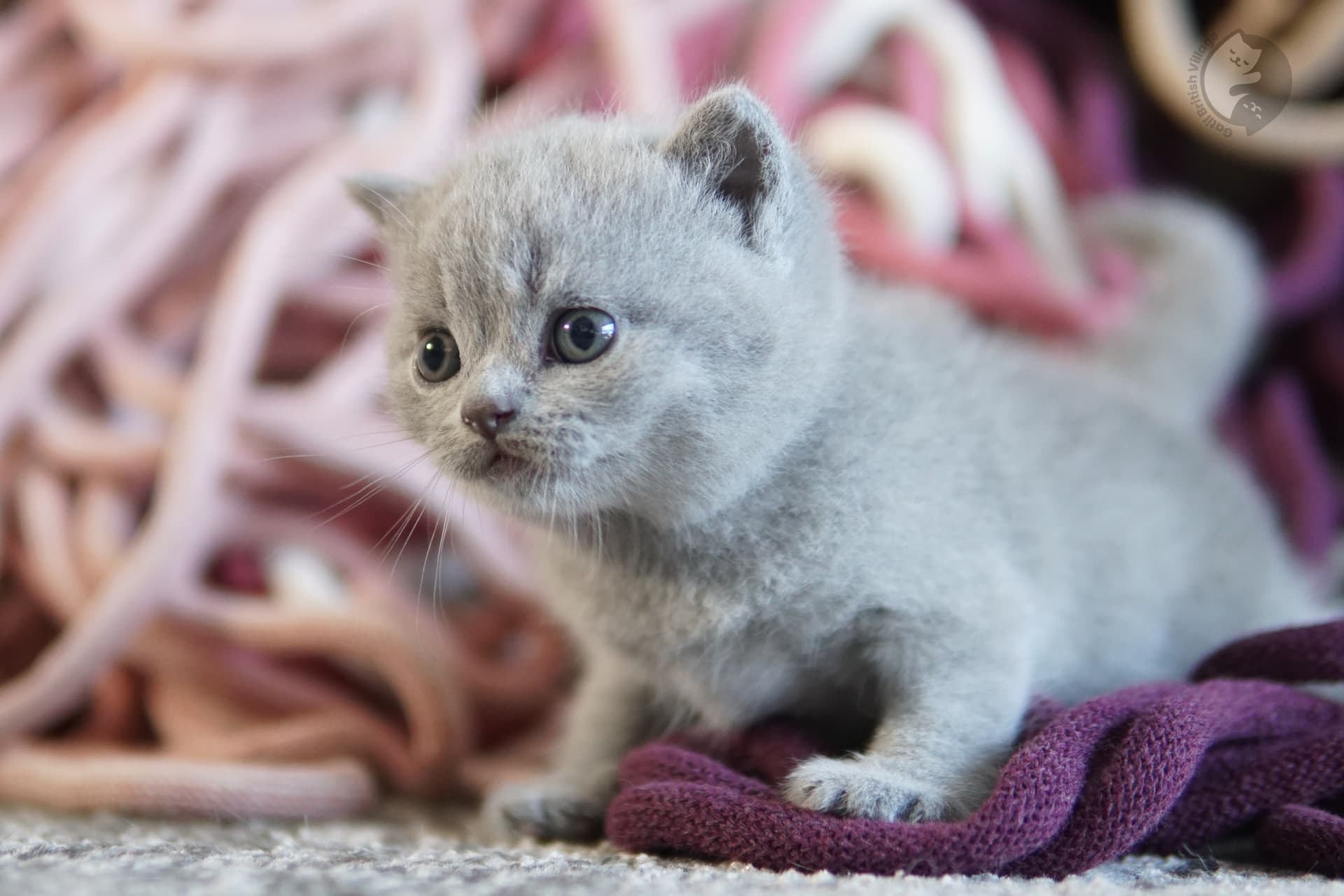Cachorro British Shorthair azul jugando con un peluche, en un entorno tranquilo y silencioso