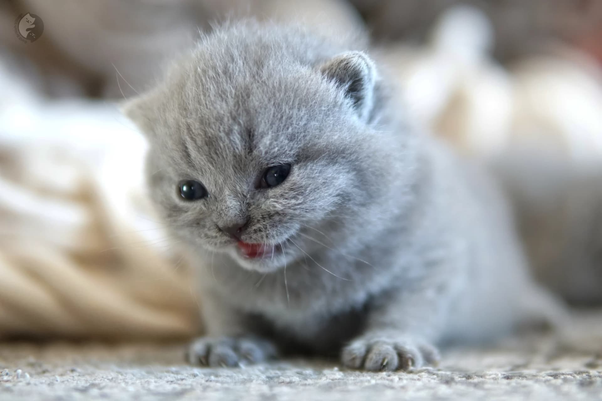 Cachorro British Shorthair azul mirando directamente a la cámara, bajo luz natural suave