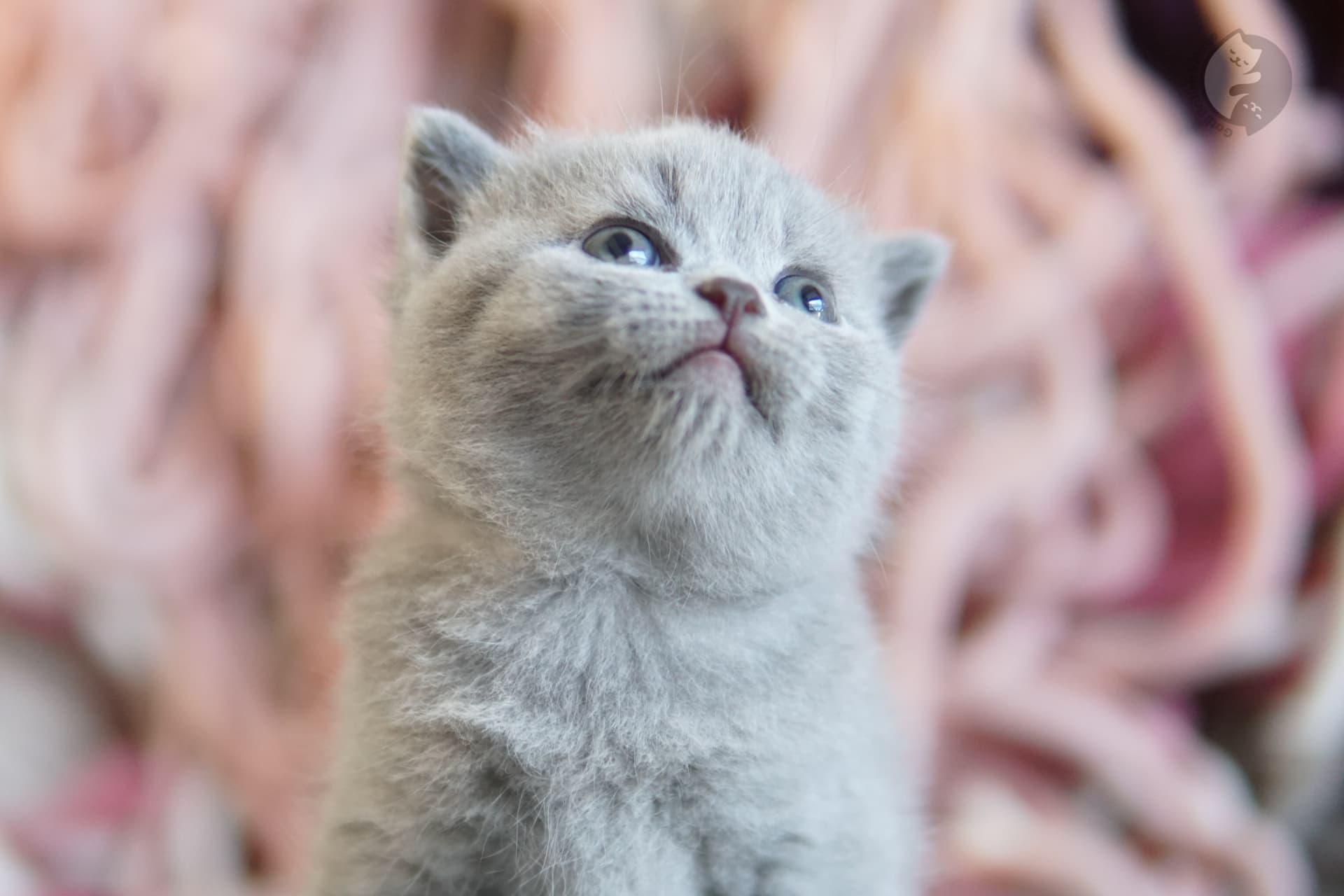 Cachorro British Shorthair lila envuelto en una manta de punto, bajo luz natural suave