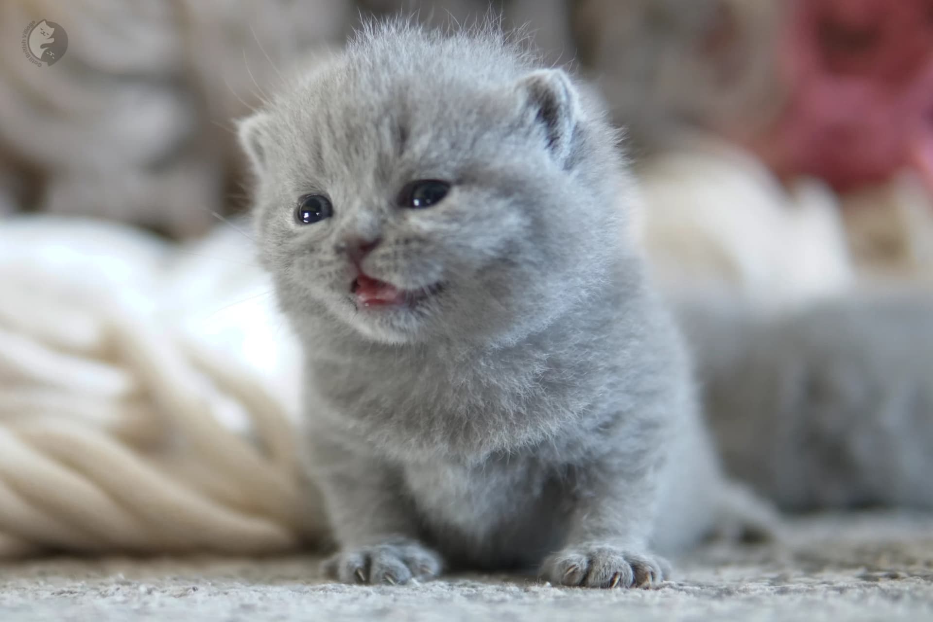 Cachorro British Shorthair lila envuelto en una manta rosa clara, junto a otro cachorro
