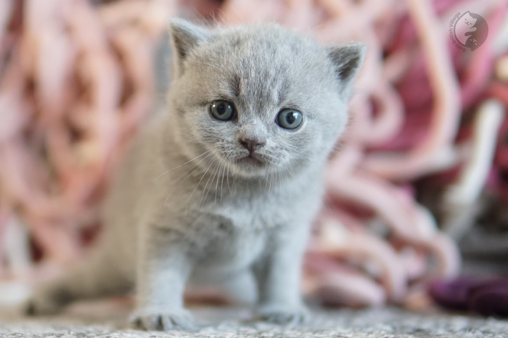 Cachorro British Shorthair lila mirando directamente a la cámara, junto a otro cachorro