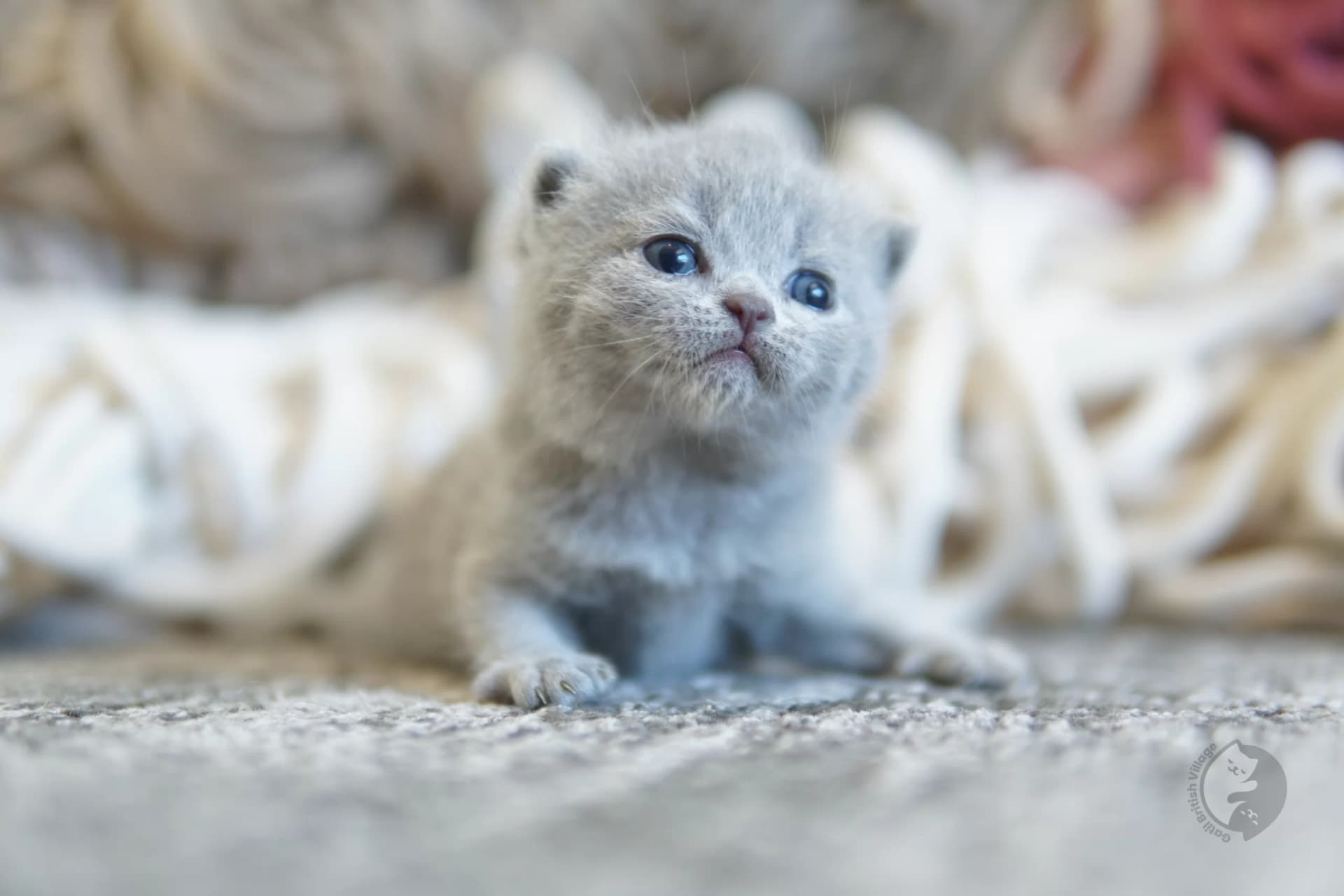 Cachorro British Shorthair lila jugando con un peluche, en un entorno tranquilo y silencioso