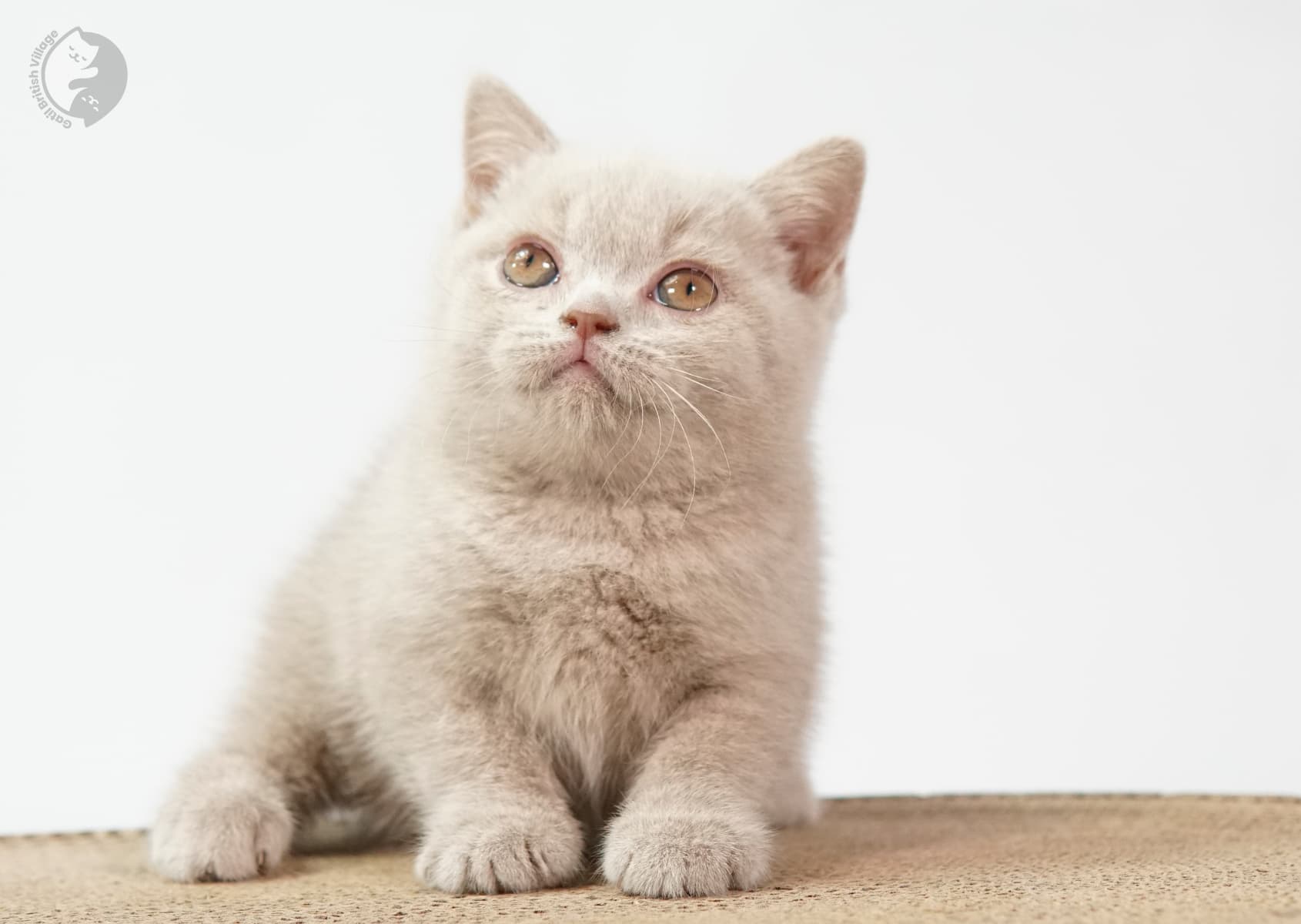 Gatita lila con expresión tranquila