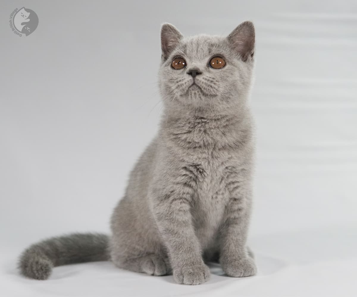 Mirada dulce de gatita