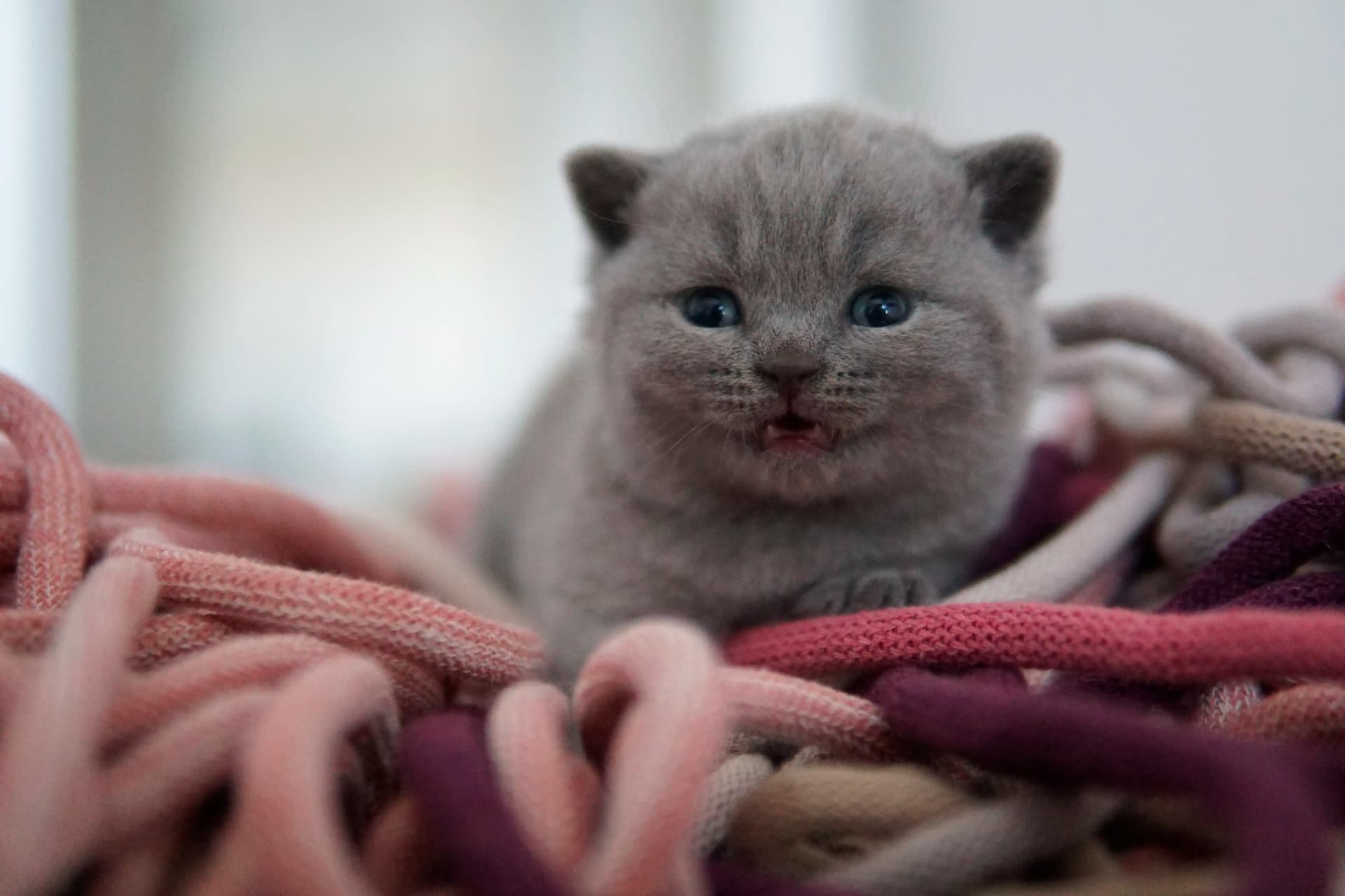 Gatito observando todo con curiosidad
