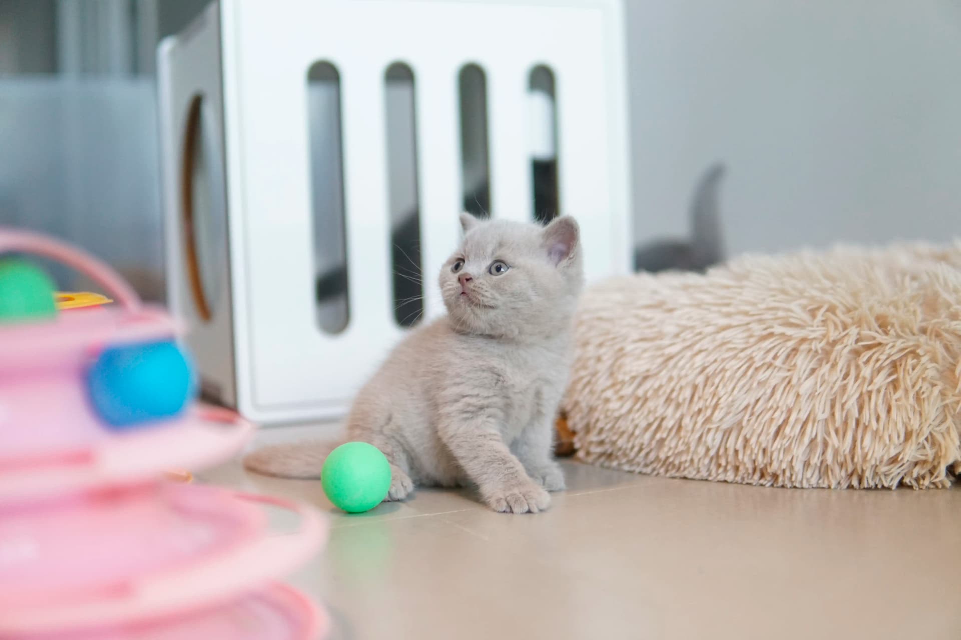 Gatito explorando la nueva manta