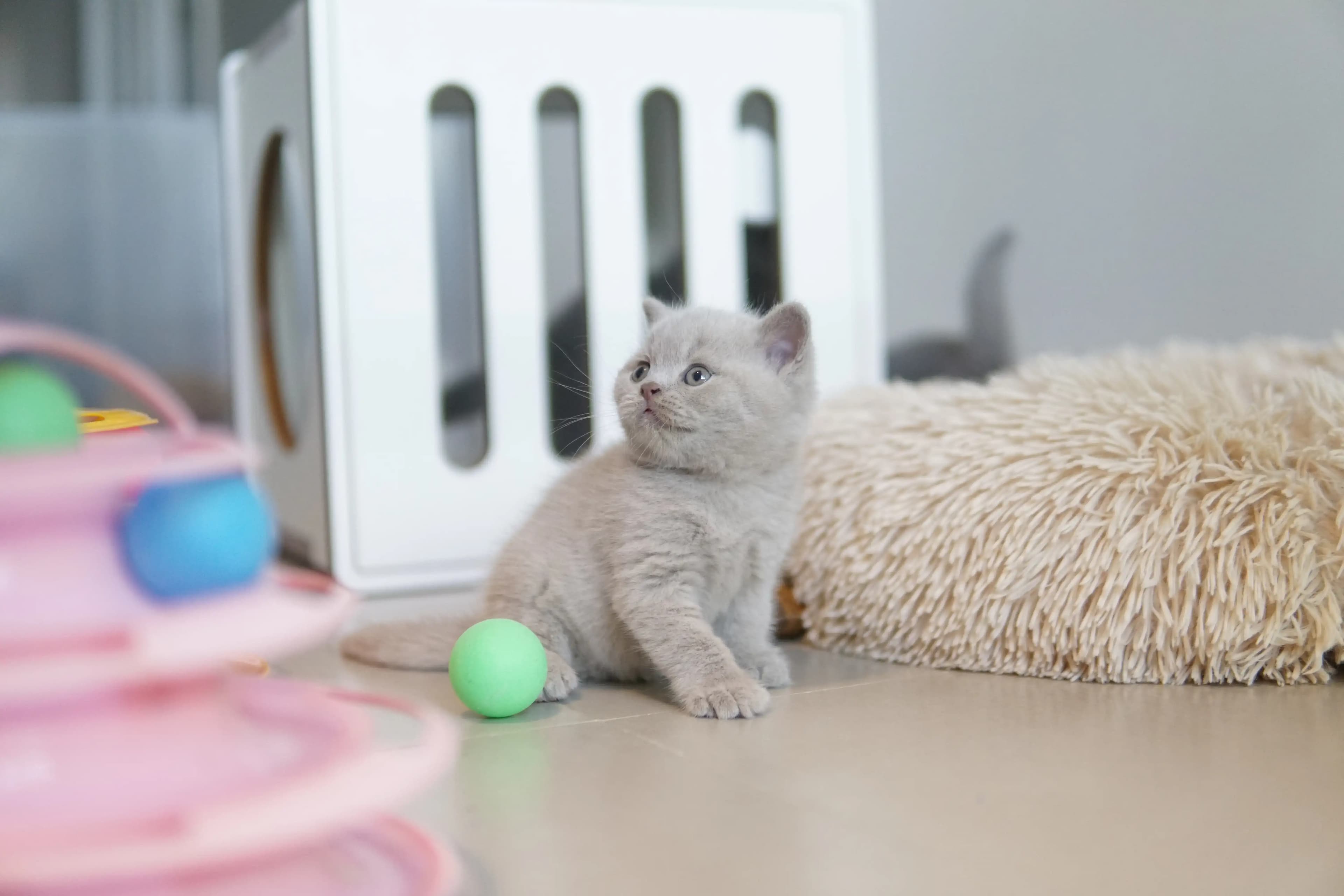 Gatito explorando la nueva manta