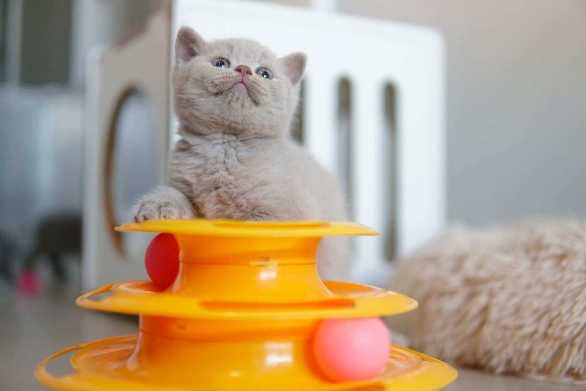 Gatito fascinado con el juguete naranja