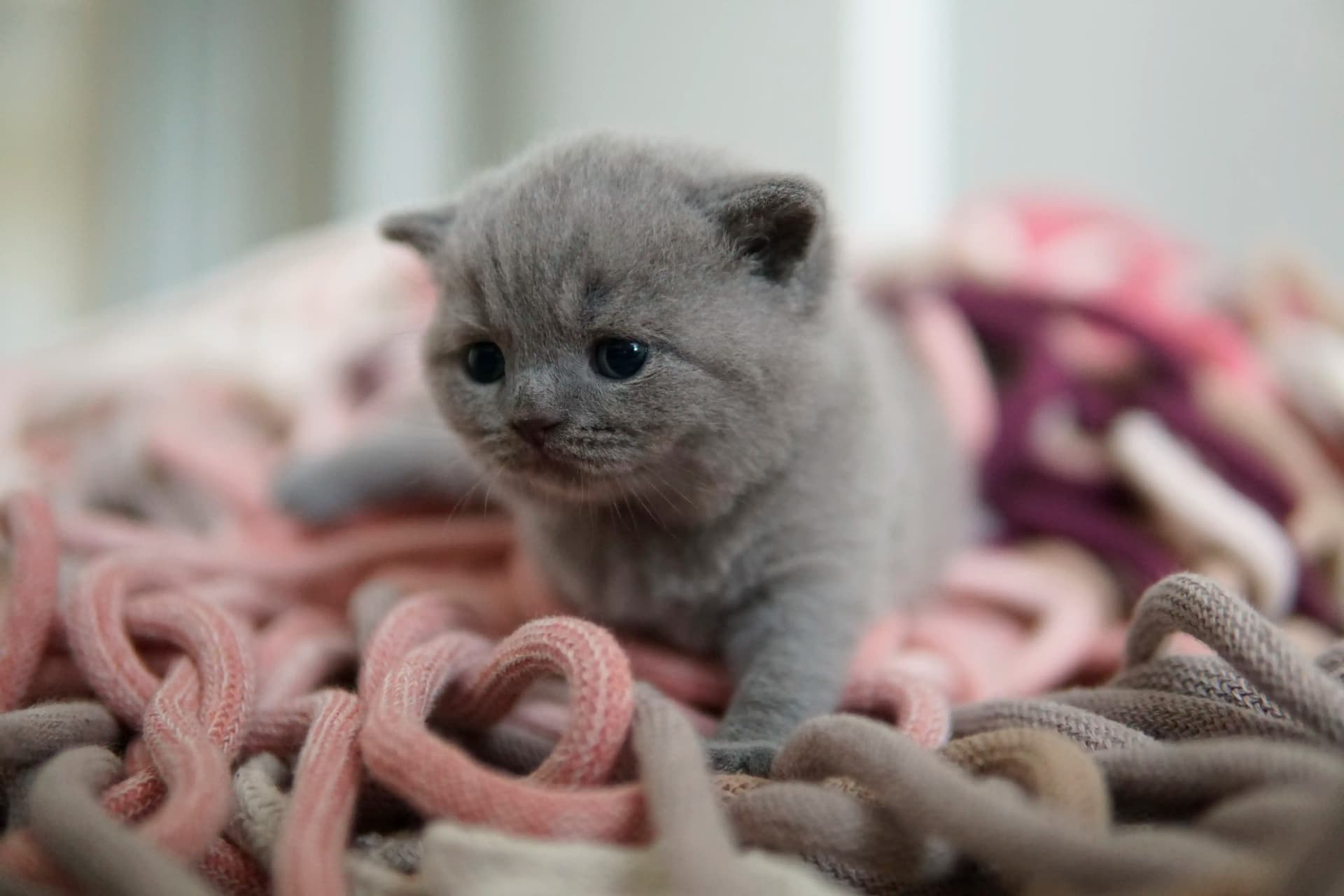 Gatito echando una siesta después de jugar