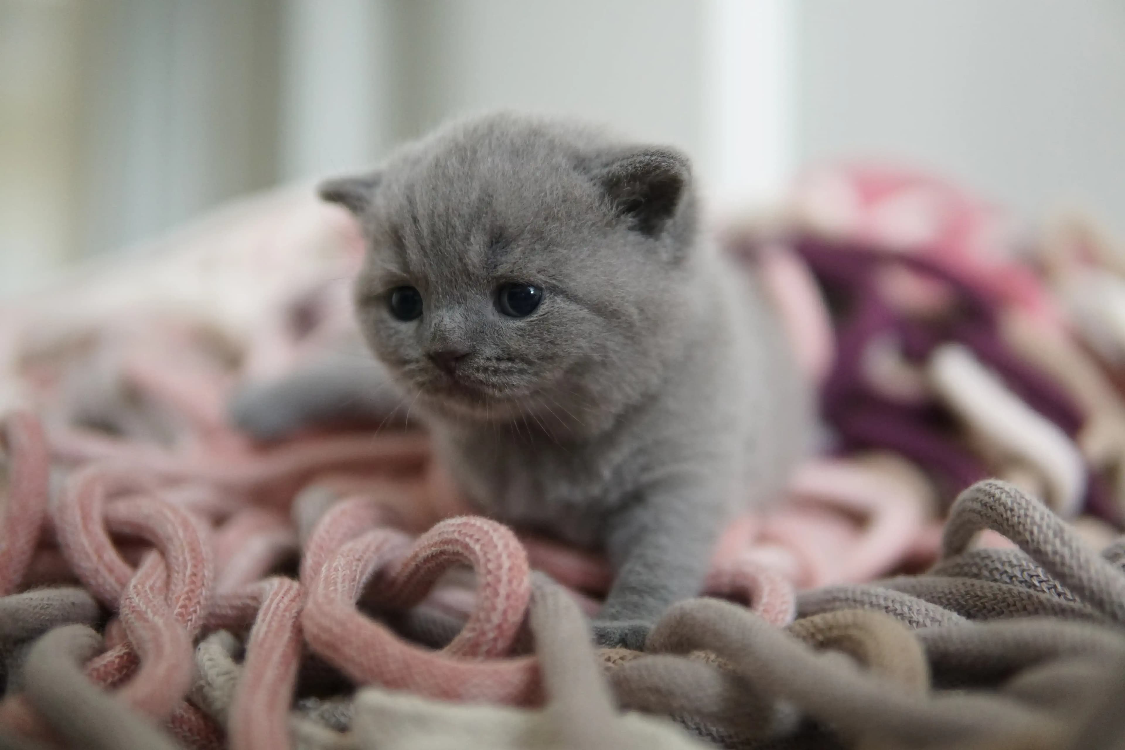 Gatito echando una siesta después de jugar