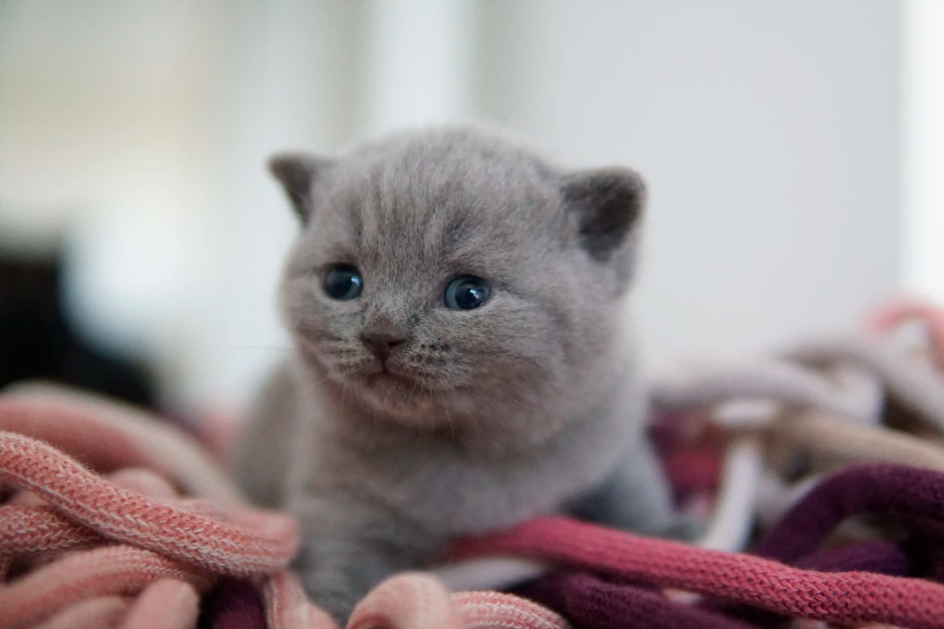 Gatito mostrando toda su ternura