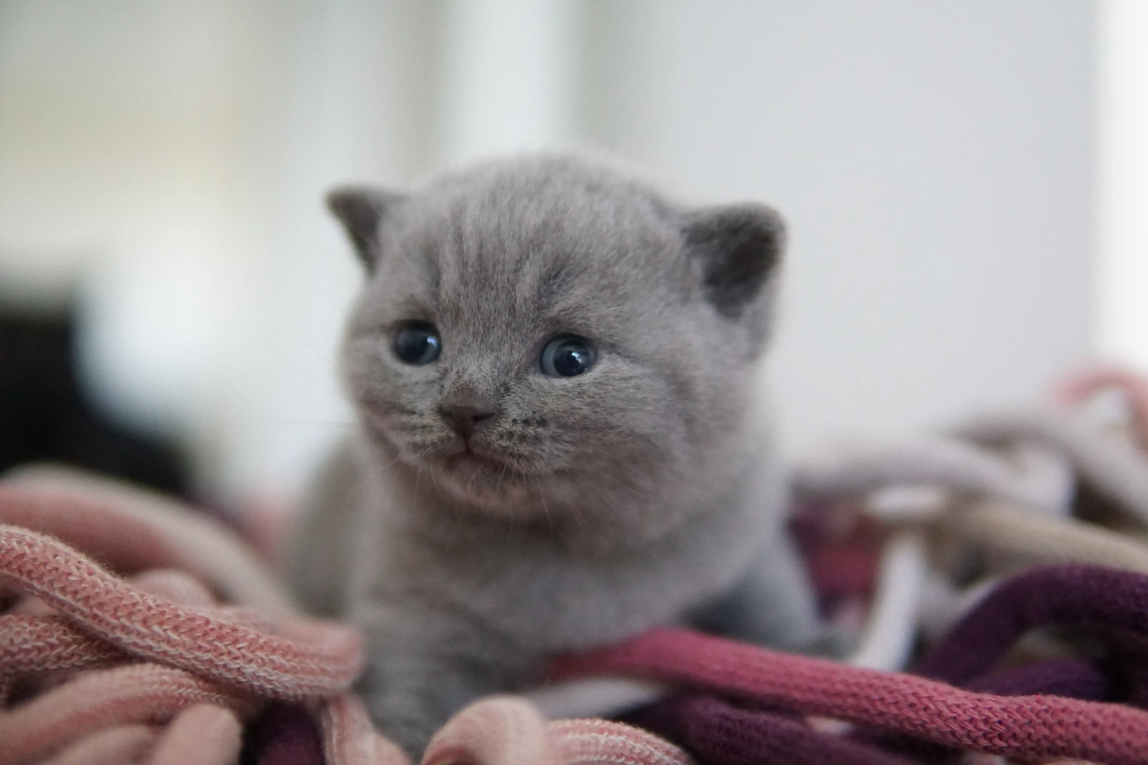Gatito mostrando toda su ternura