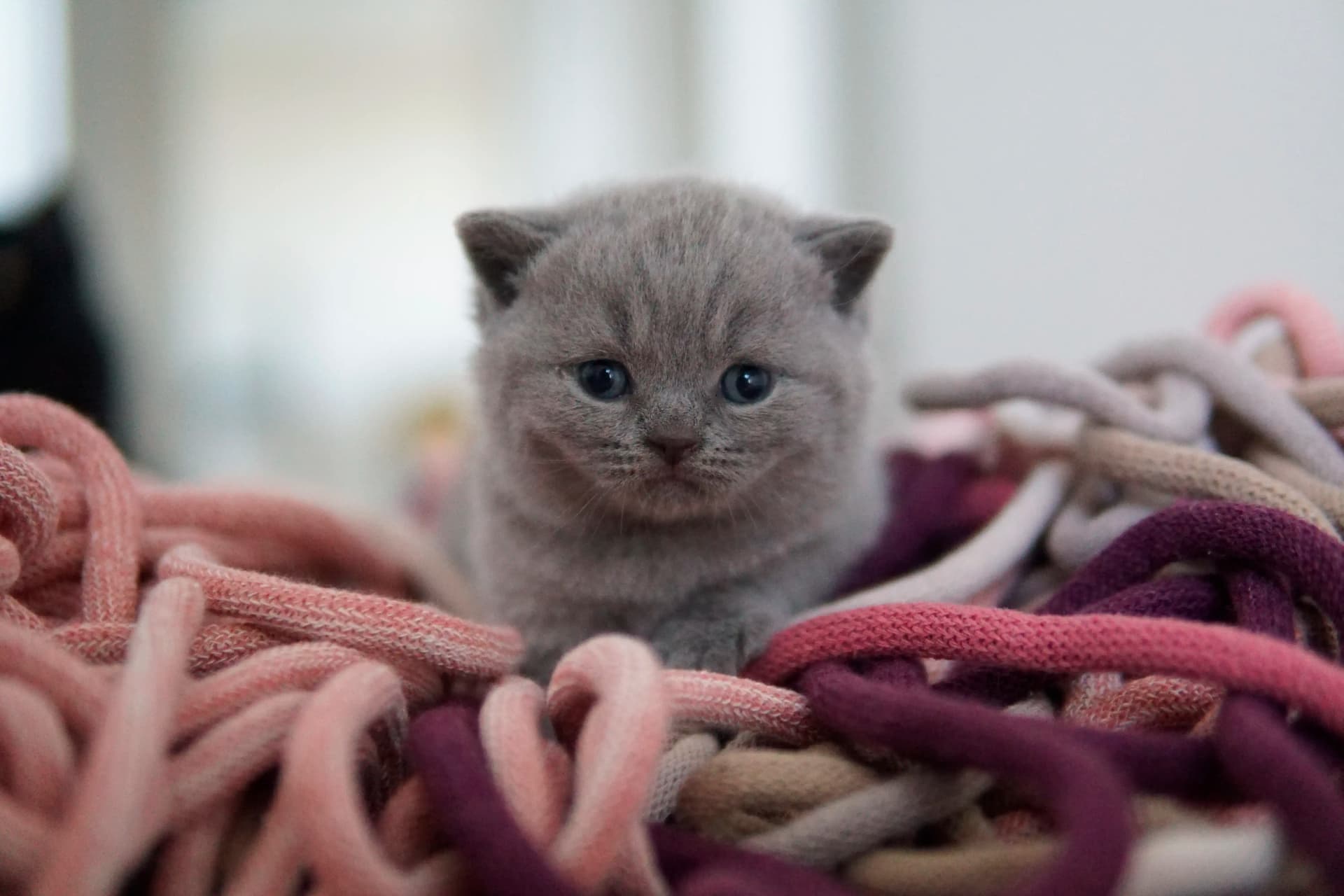 Gatito mirando con curiosidad el juguete
