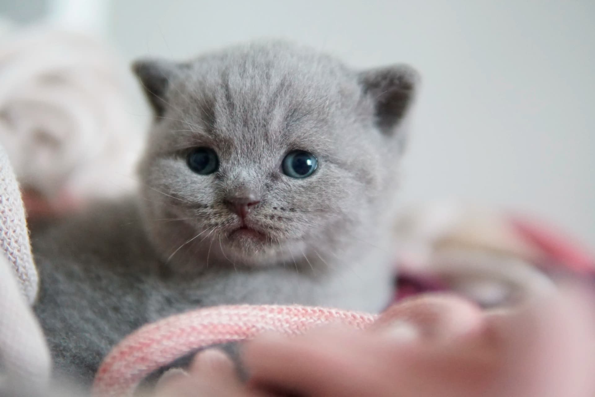 Gatito con mirada concentrada y curiosa