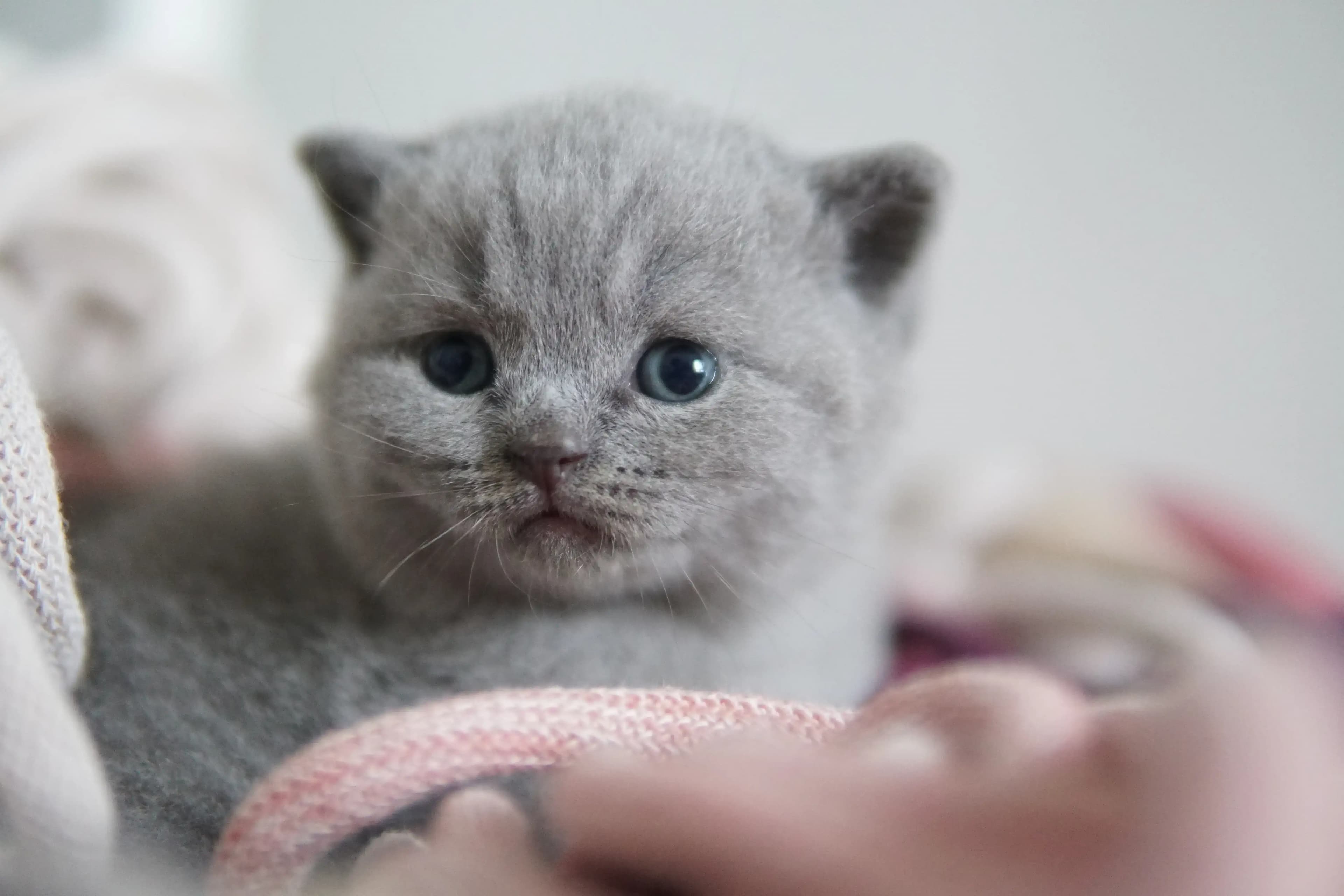 Gatito con mirada concentrada y curiosa