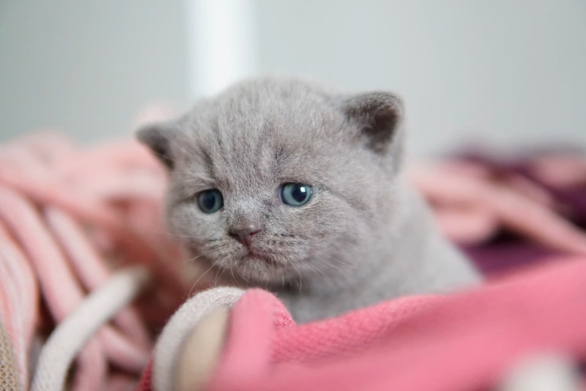 Gatito preparado para jugar
