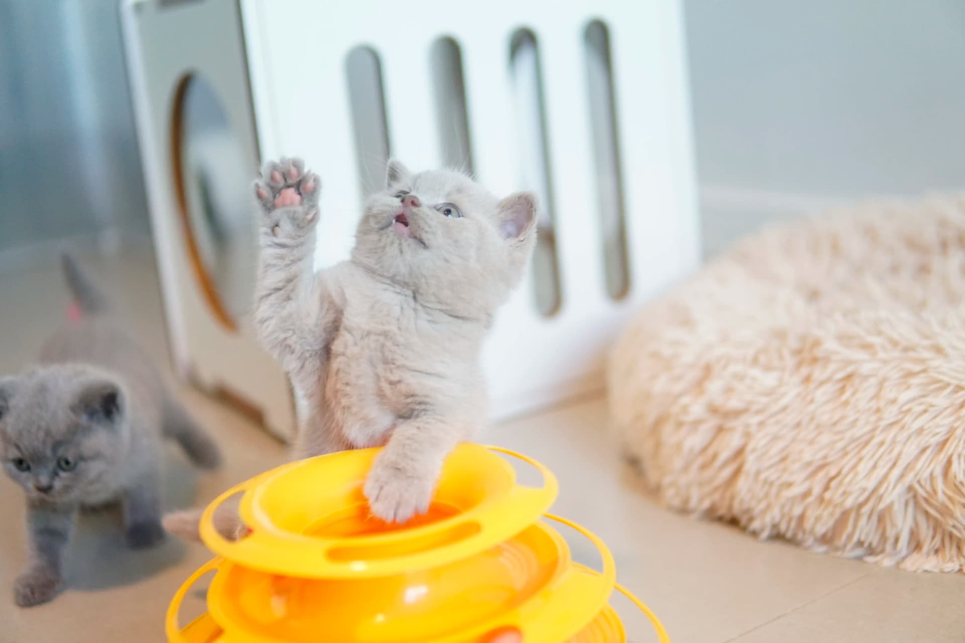 Gatito interactuando con el rascador