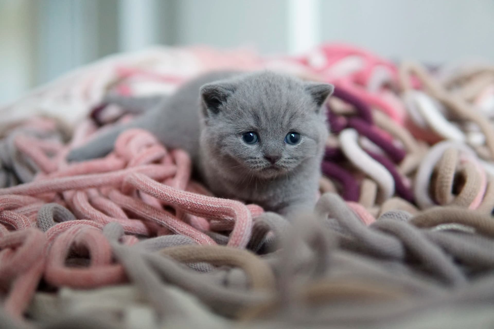 Gatito en otra pose llena de encanto