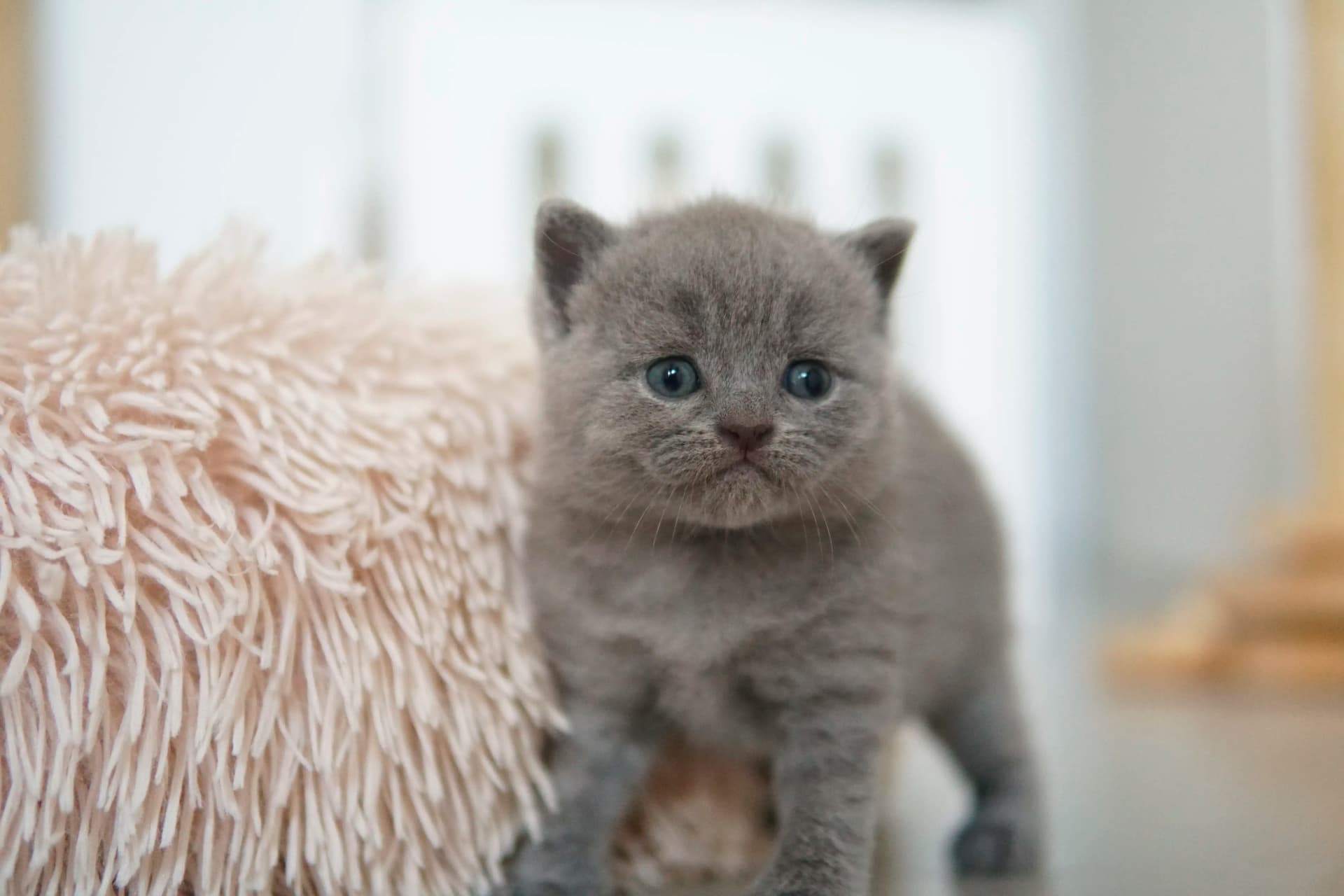 Gatito acostado, disfrutando del confort