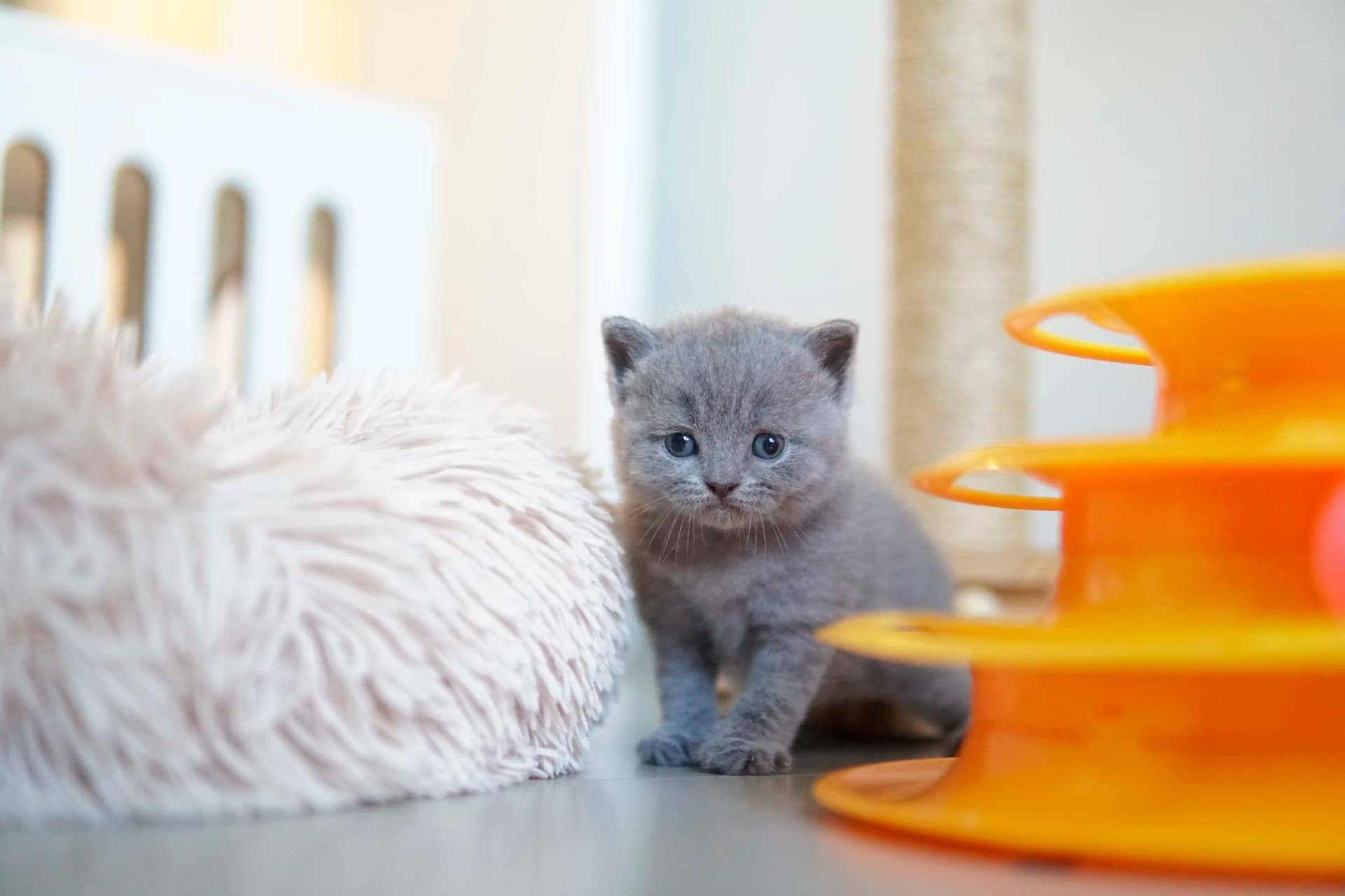 Gatito jugando al lado del juguete naranja