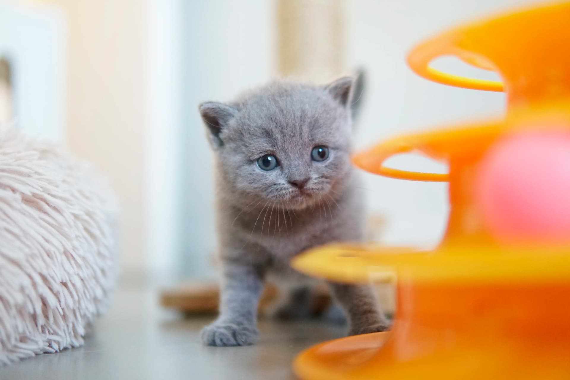 Gatito explorando el juguete naranja con curiosidad
