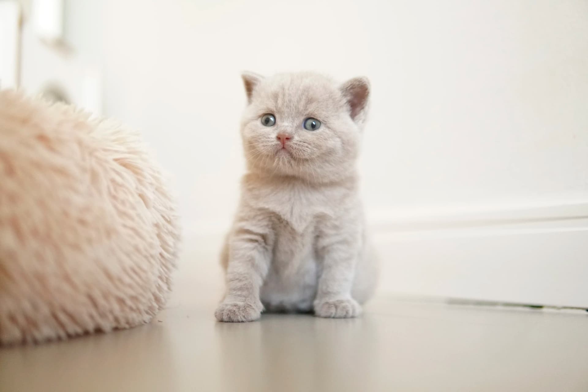 Gatito cerca del cojín esponjoso