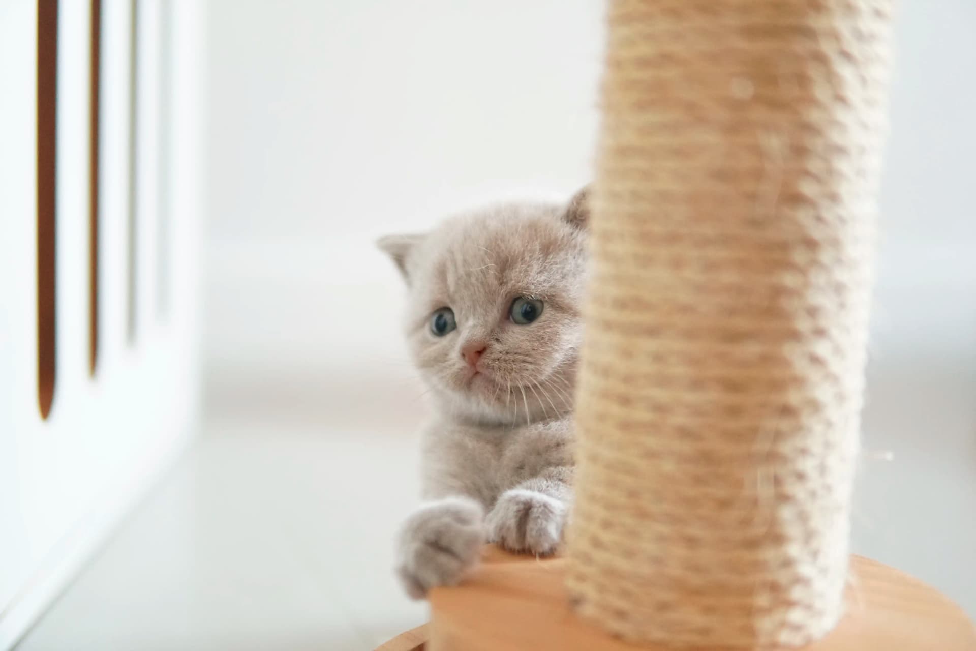 Gatito en una pose clásica junto al rascador