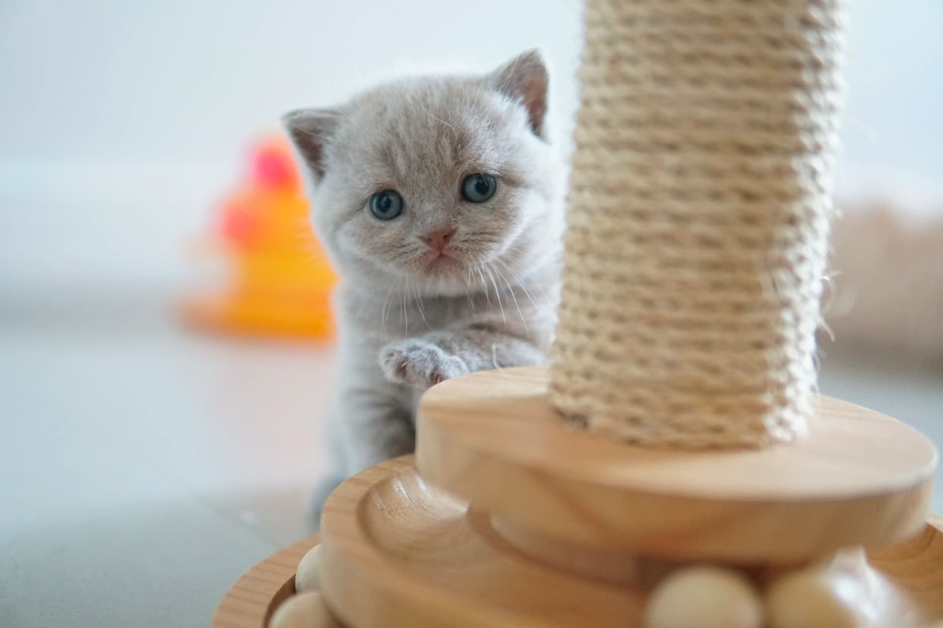 Gatito mostrando toda su ternura