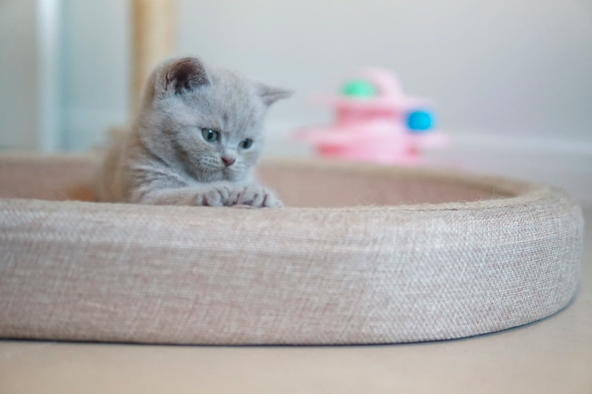 Gatito subiendo al rascador con agilidad