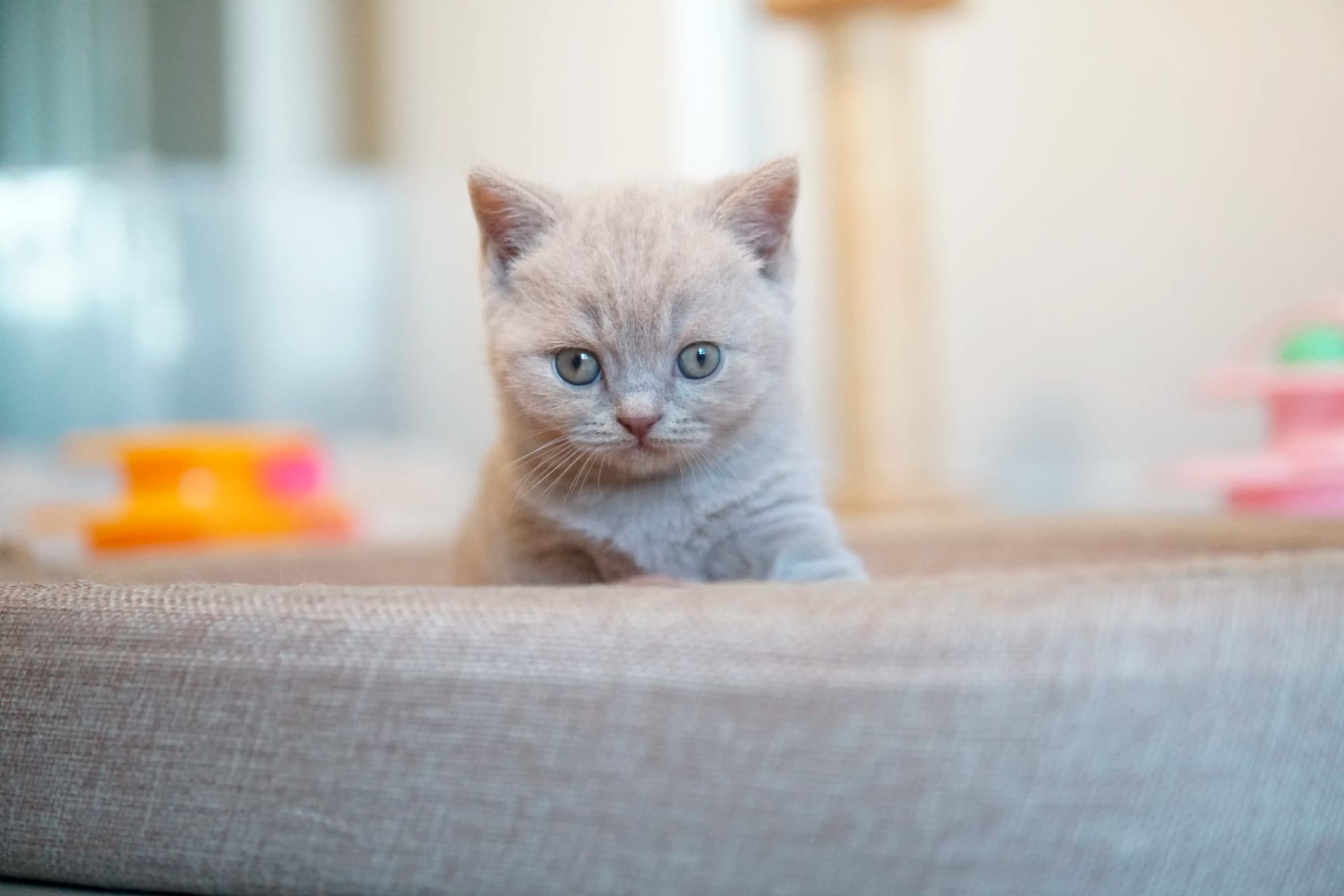 Gatito con mirada curiosa junto al juguete