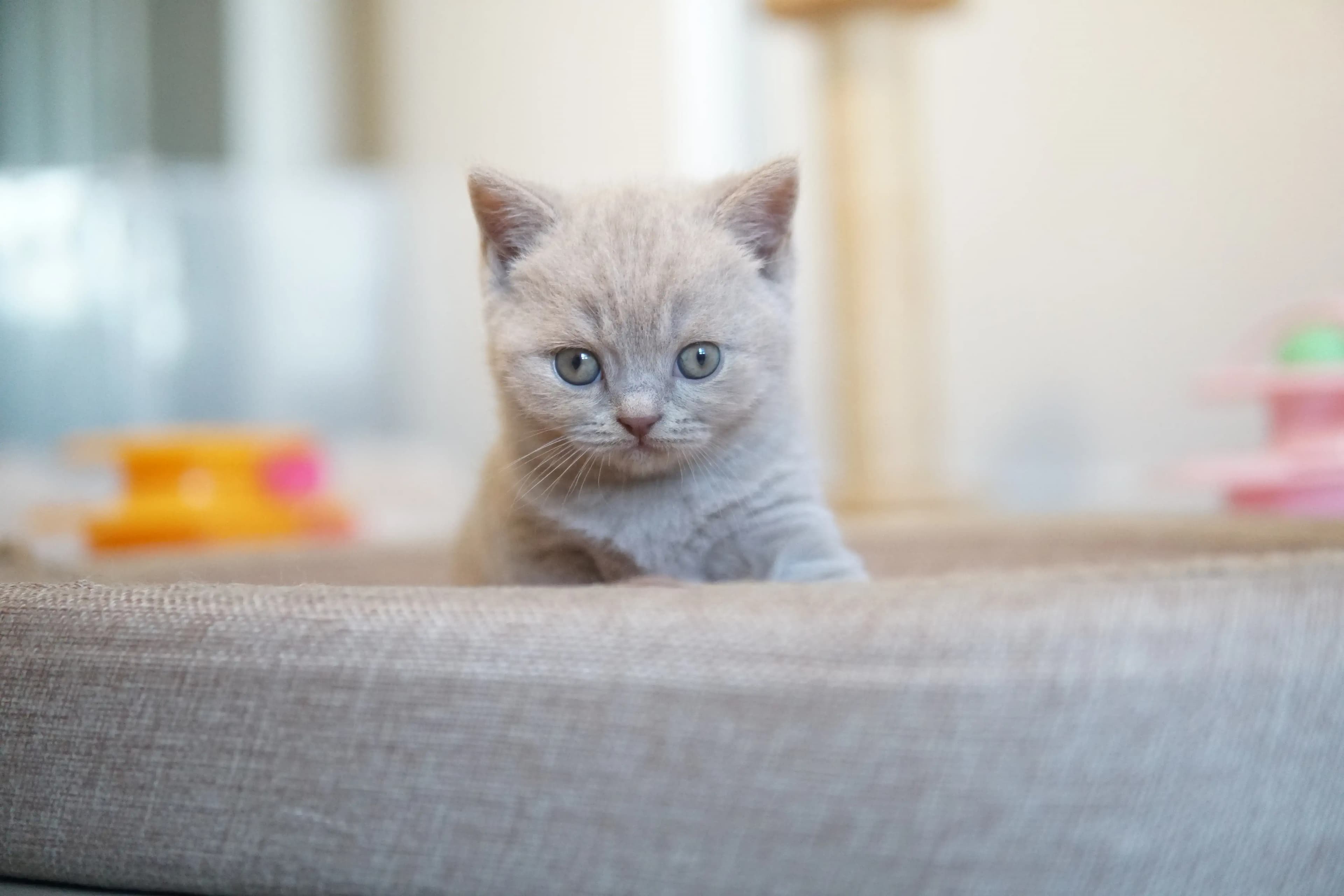 Gatito con mirada curiosa junto al juguete
