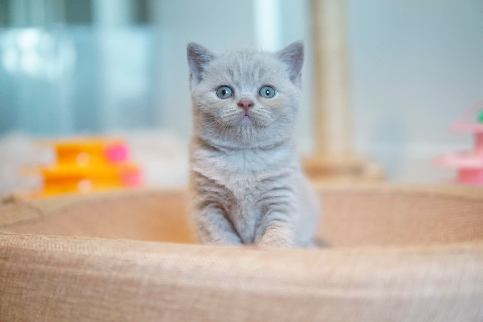 Gatito explorando nuevos rincones