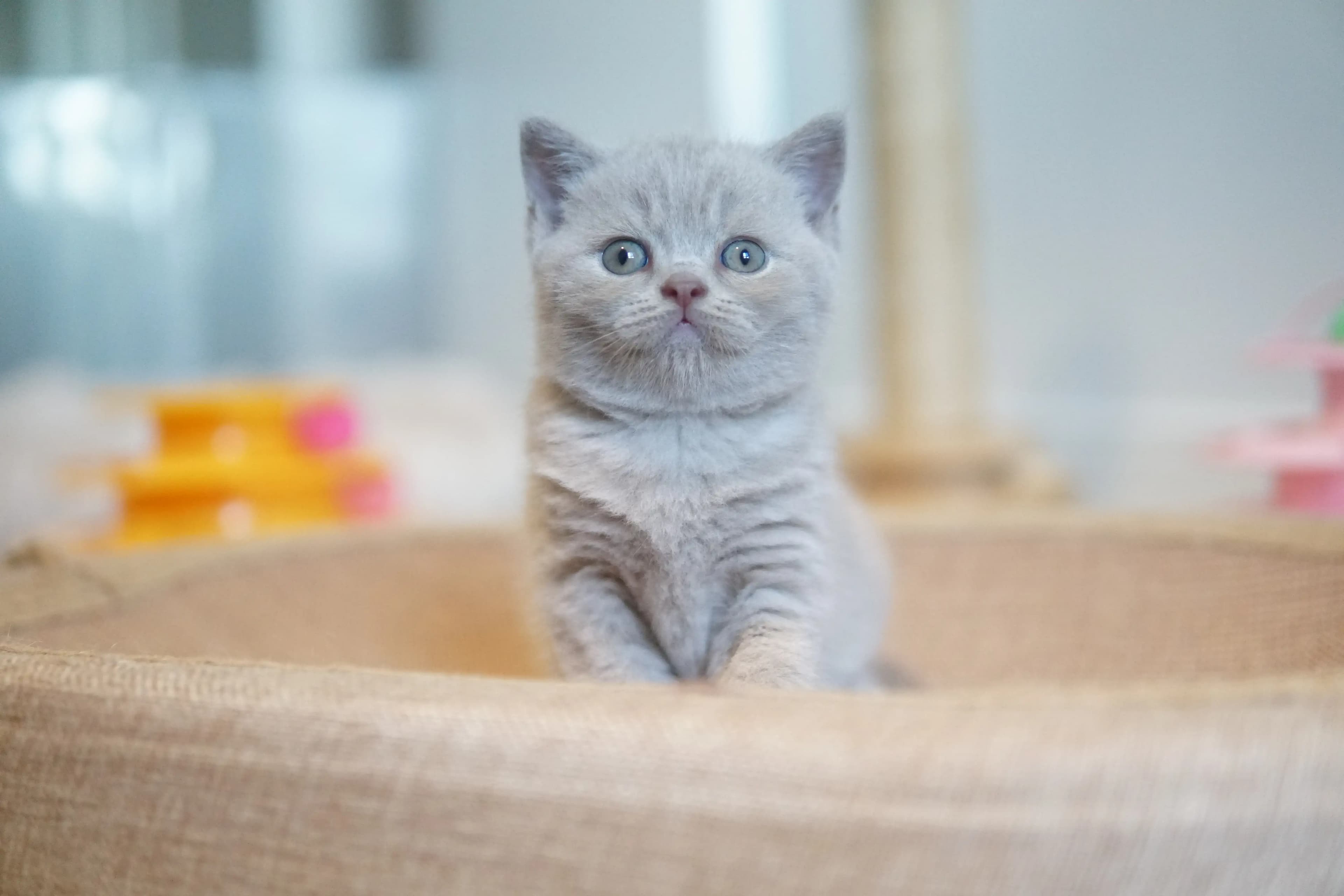 Gatito explorando nuevos rincones