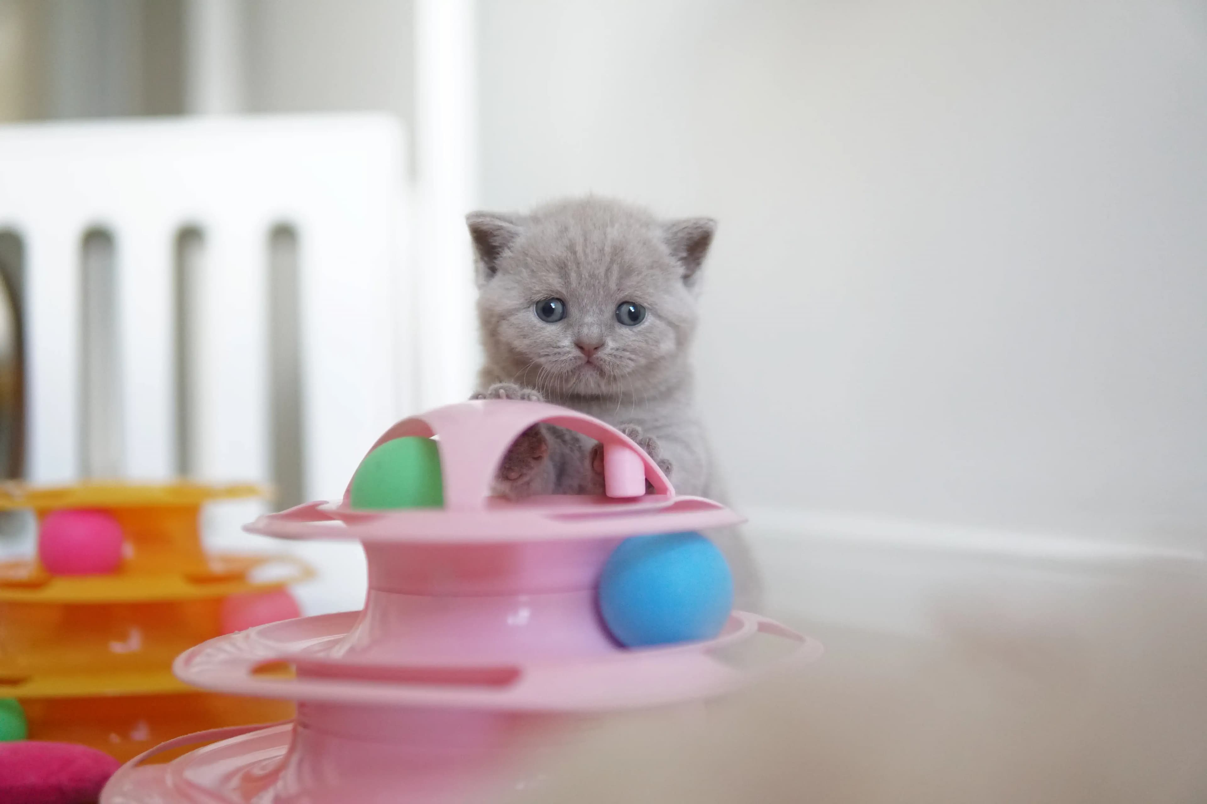 Gatito acostado entre los juguetes