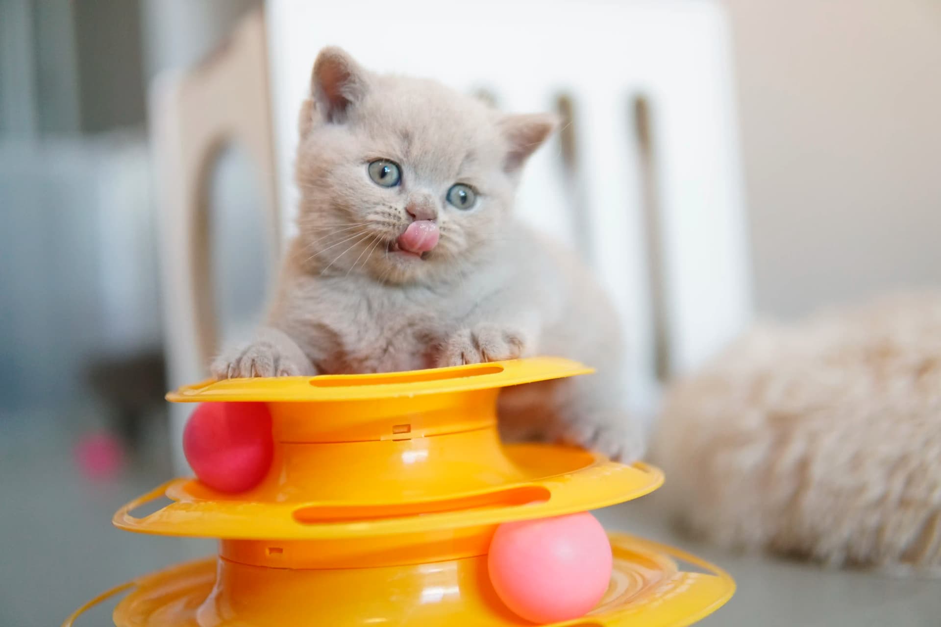 Gatito relajándose después de mucho juego