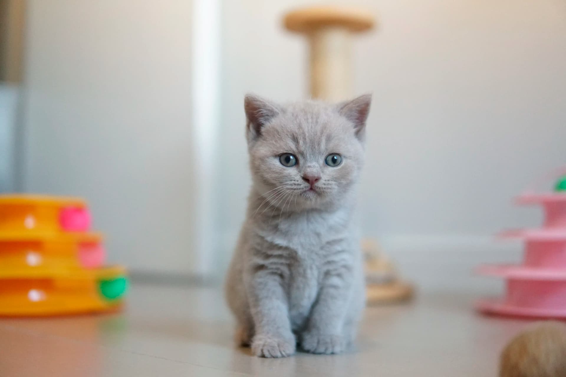 Gatito disfrutando del confort del cojín