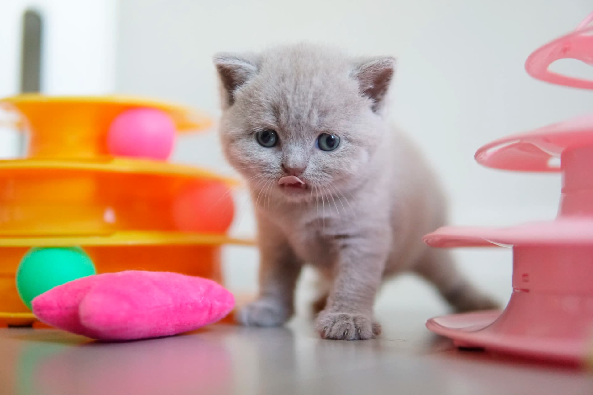 Gatito jugando con el juguete apilable